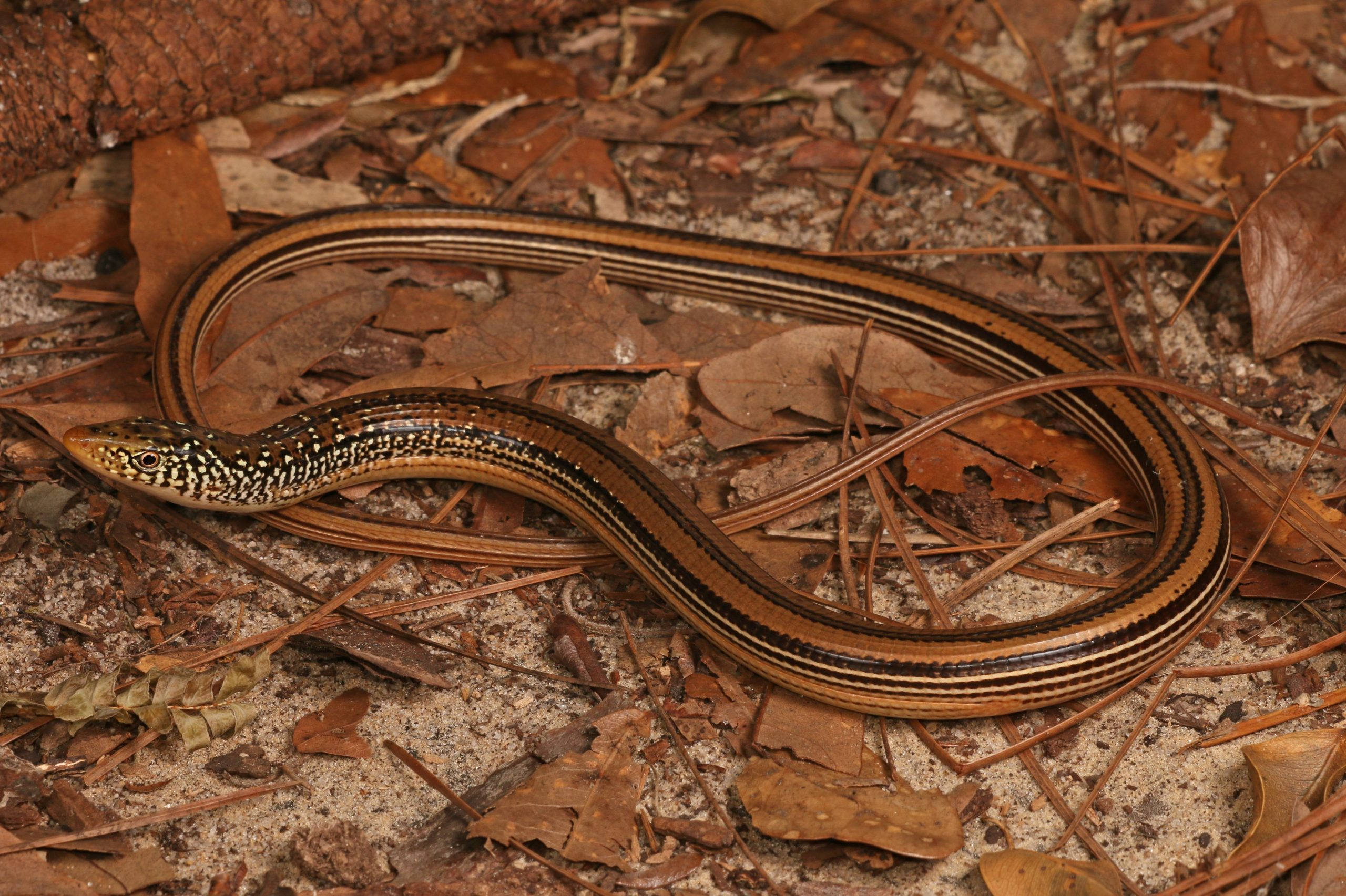 reptiles 桌布 壁紙 — 一條纖細的條紋無腿蜥蜴在沙地上乾燥的棕色樹葉和松針之間優雅地盤繞。