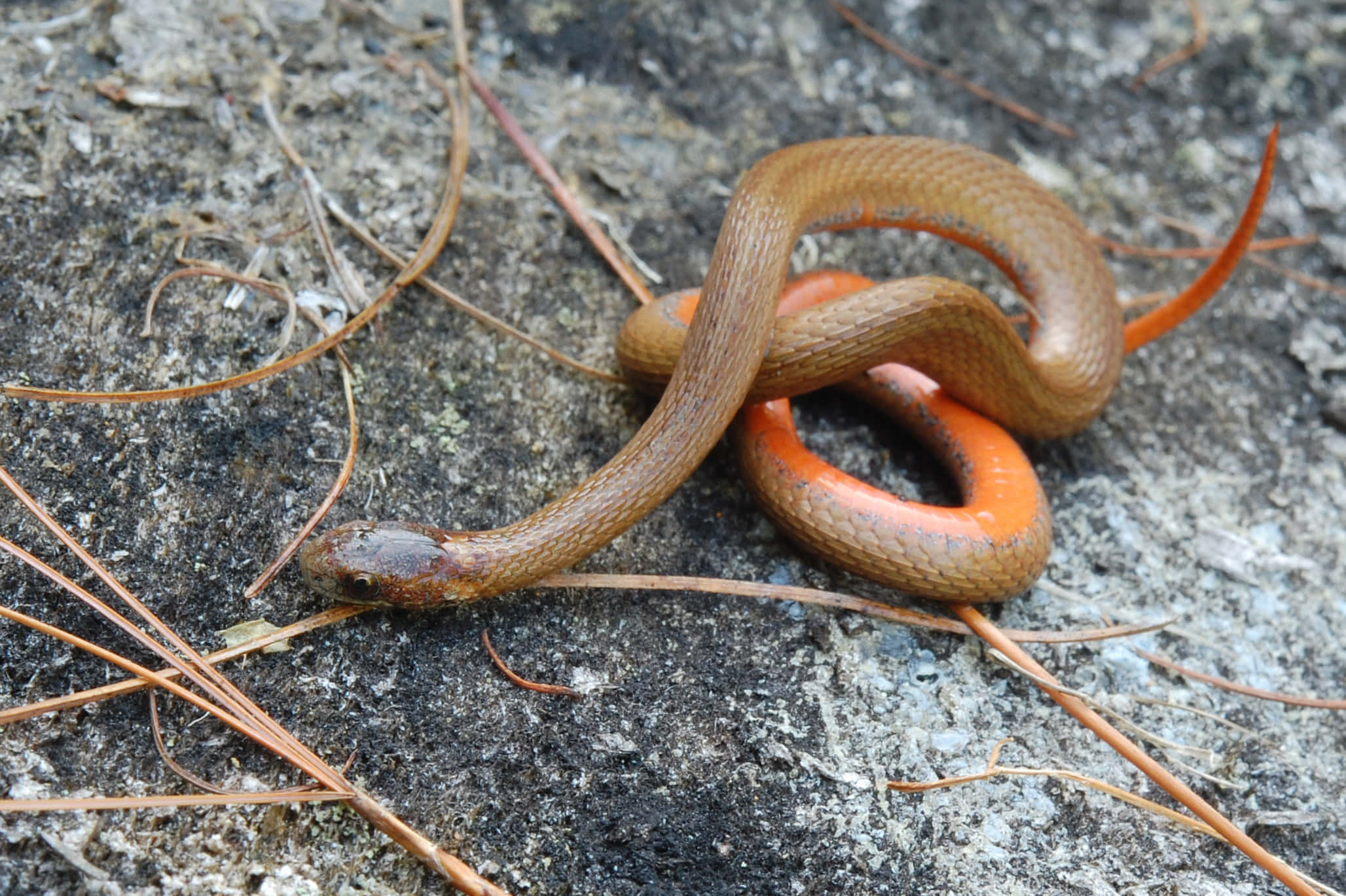 Brown Snake 桌布 壁紙 — 一條纖細的棕色蛇，帶有鮮豔的橙色腹部，優雅地盤繞在佈滿乾松針的紋理灰色岩石上。