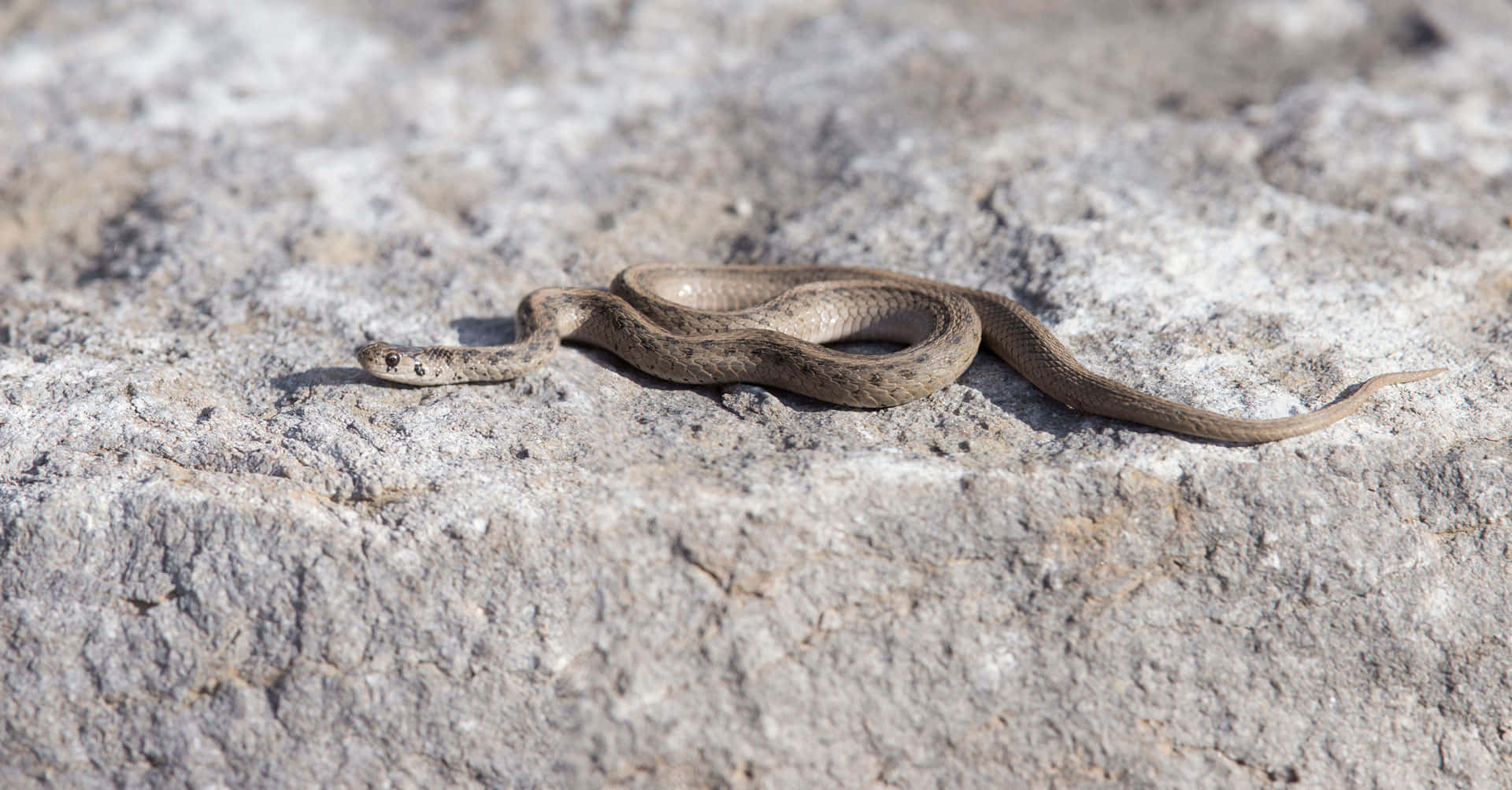Brown Snake 桌布 壁紙 — 一條纖細的棕色蛇優雅地纏繞在陽光照耀、紋理分明的灰色岩石表面上。