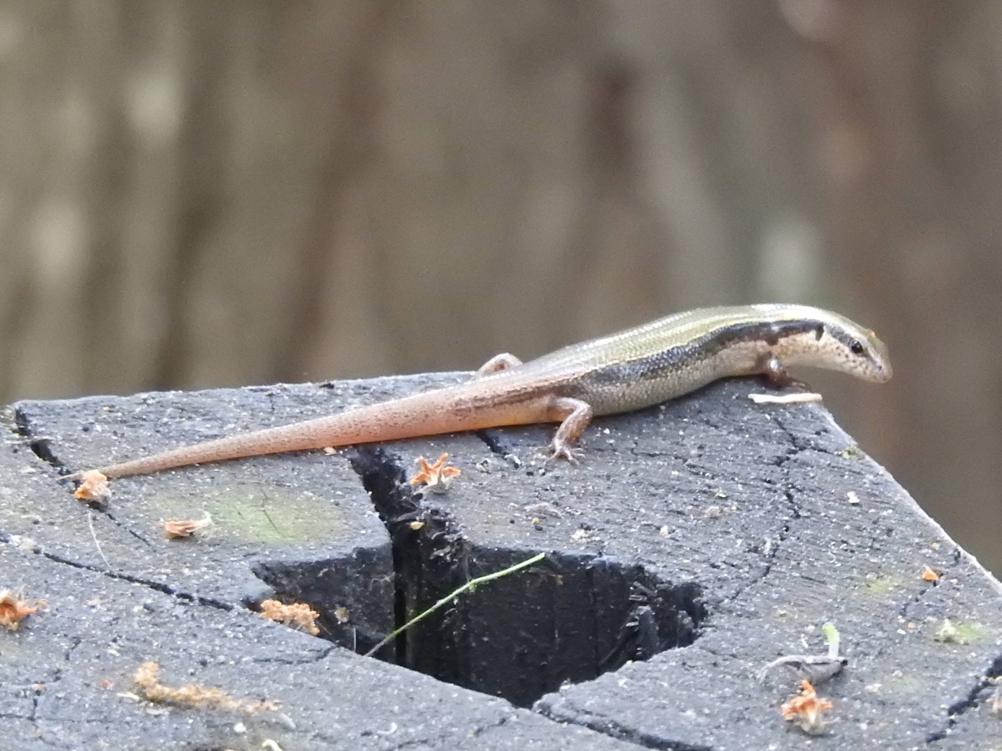 reptile 桌布 壁紙 — 一條纖細的棕色蜥蜴，背部有條紋，警覺地棲息在一個風化的黑色木樁上。