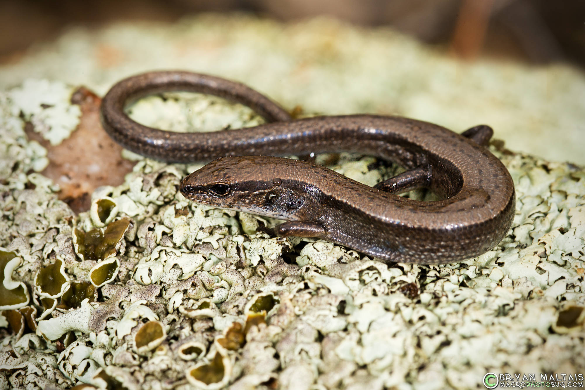 reptile 桌布 壁紙 — 一條纖細的棕色蜥蜴優雅地盤繞在質感豐富的淡綠色和黃色地衣床上。