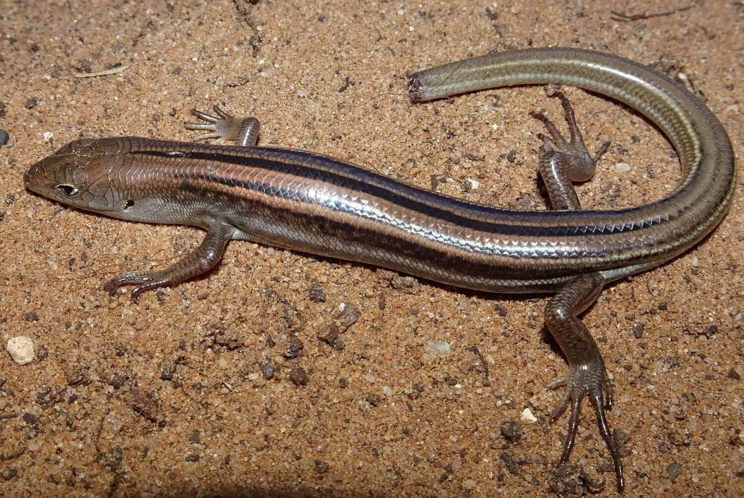 reptile 桌布 壁紙 — 一條纖細的棕色蜥蜴帶有深色條紋，在質感沙地上休息。