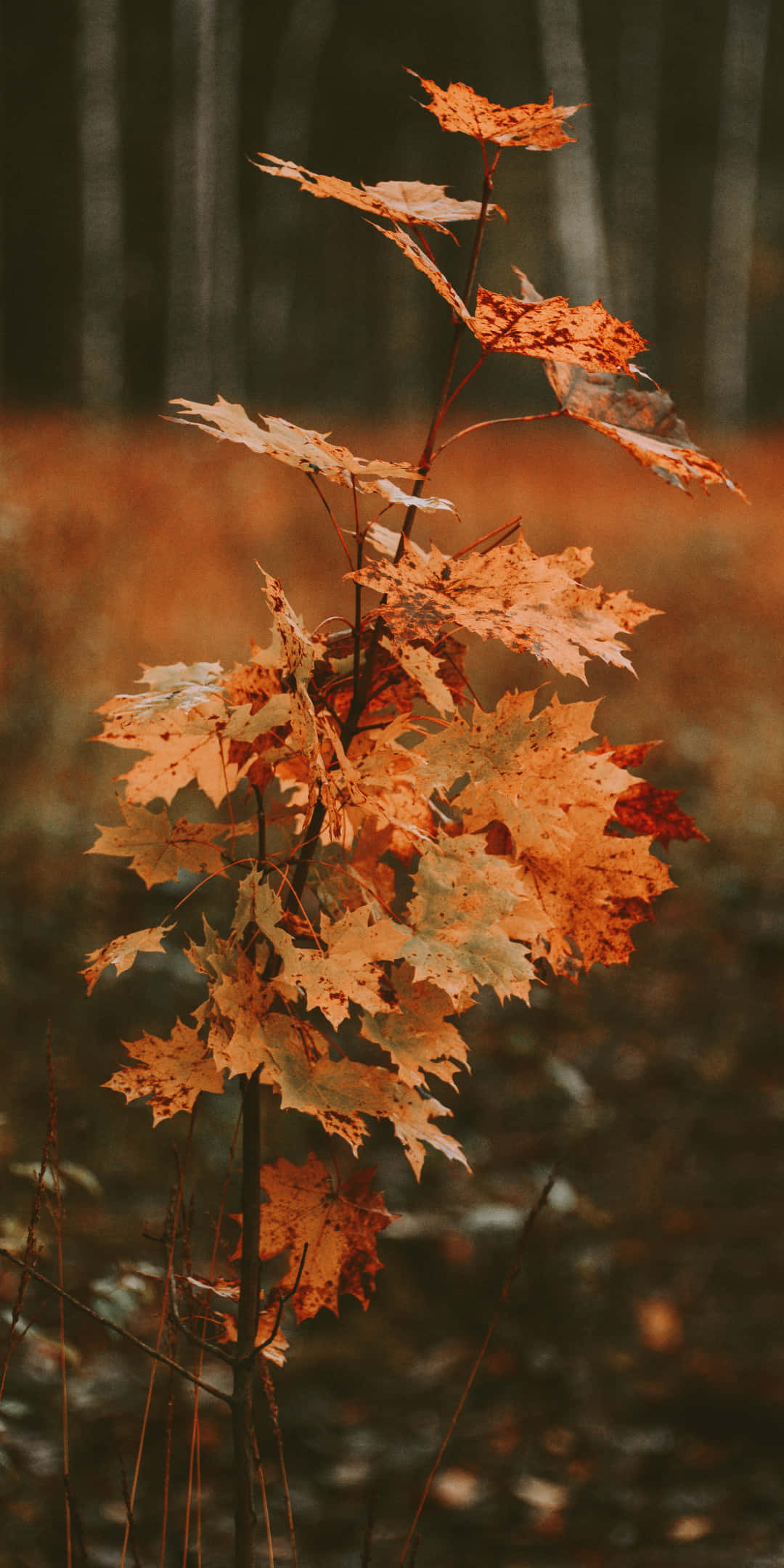 Pixel 3 Autumn 桌布 壁紙 — 一條纖細的樹枝上長滿鮮豔的橙色和棕色楓葉，在柔和模糊的秋日森林背景下格外突出。