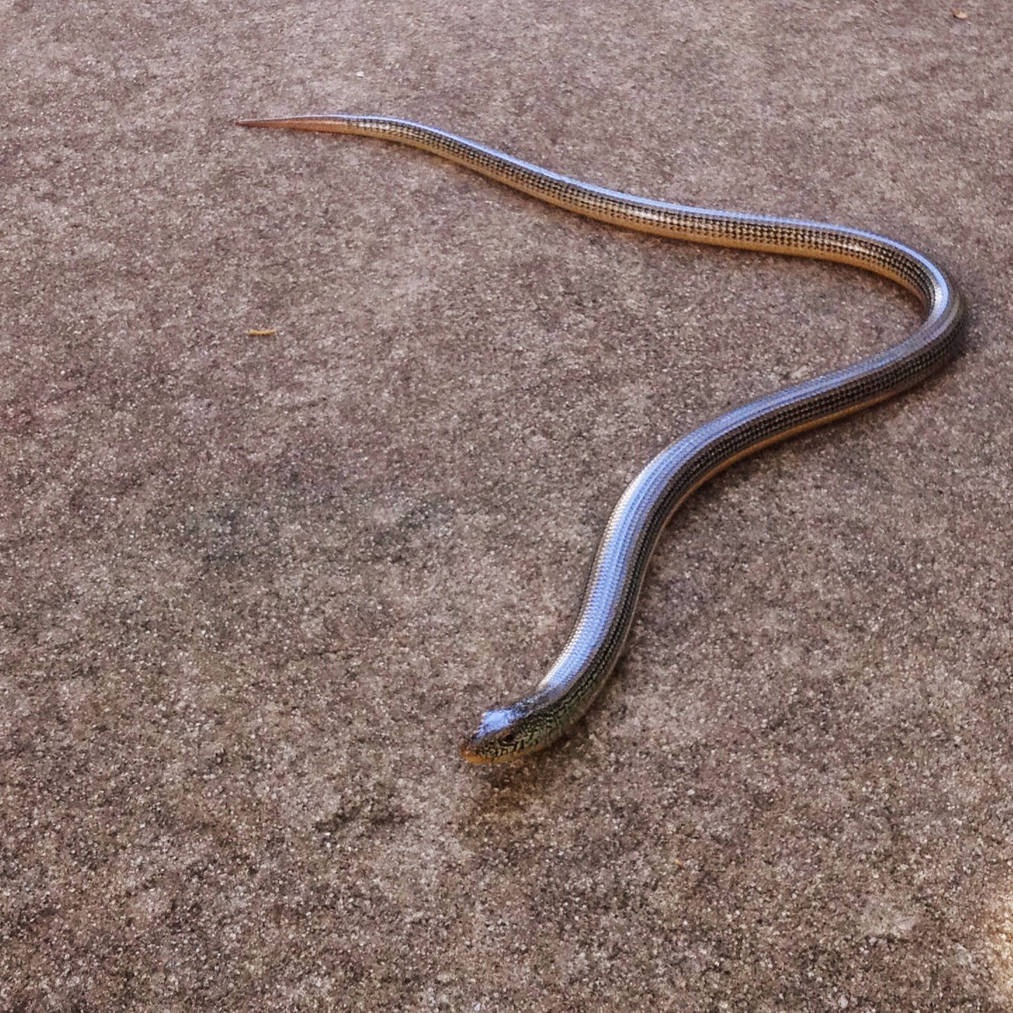 reptiles 桌布 壁紙 — 一條纖細的玻璃蛇，帶有虹彩鱗片，優雅地彎曲在紋理混凝土表面上。