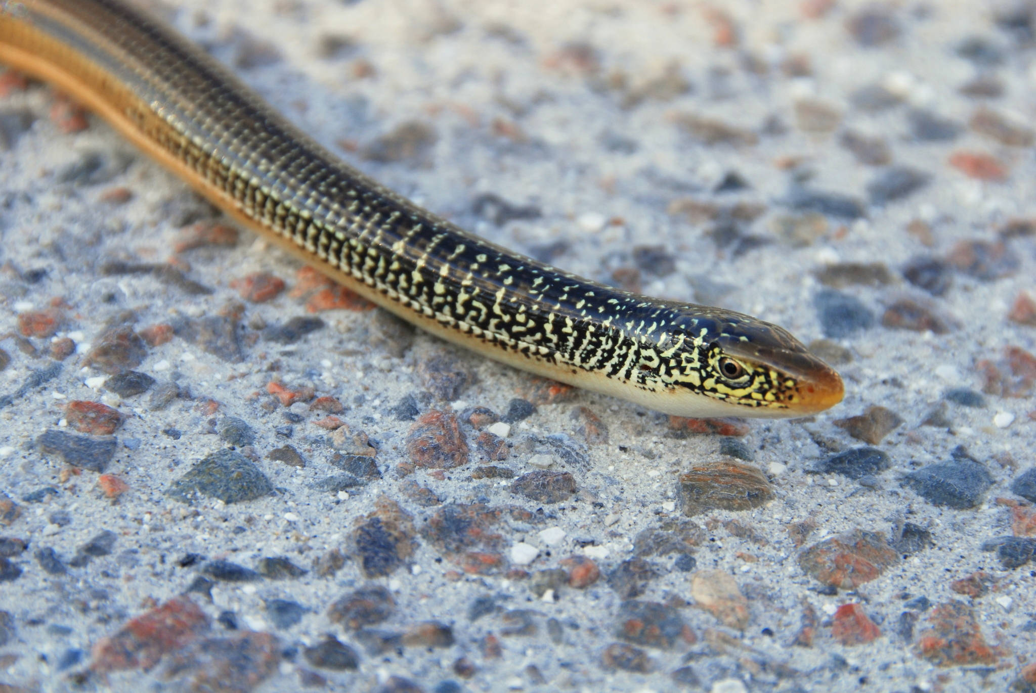 reptile 桌布 壁紙 — 一條纖細的玻璃蜥蜴，帶有圖案的黑黃色身體，停留在斑點混凝土表面上。