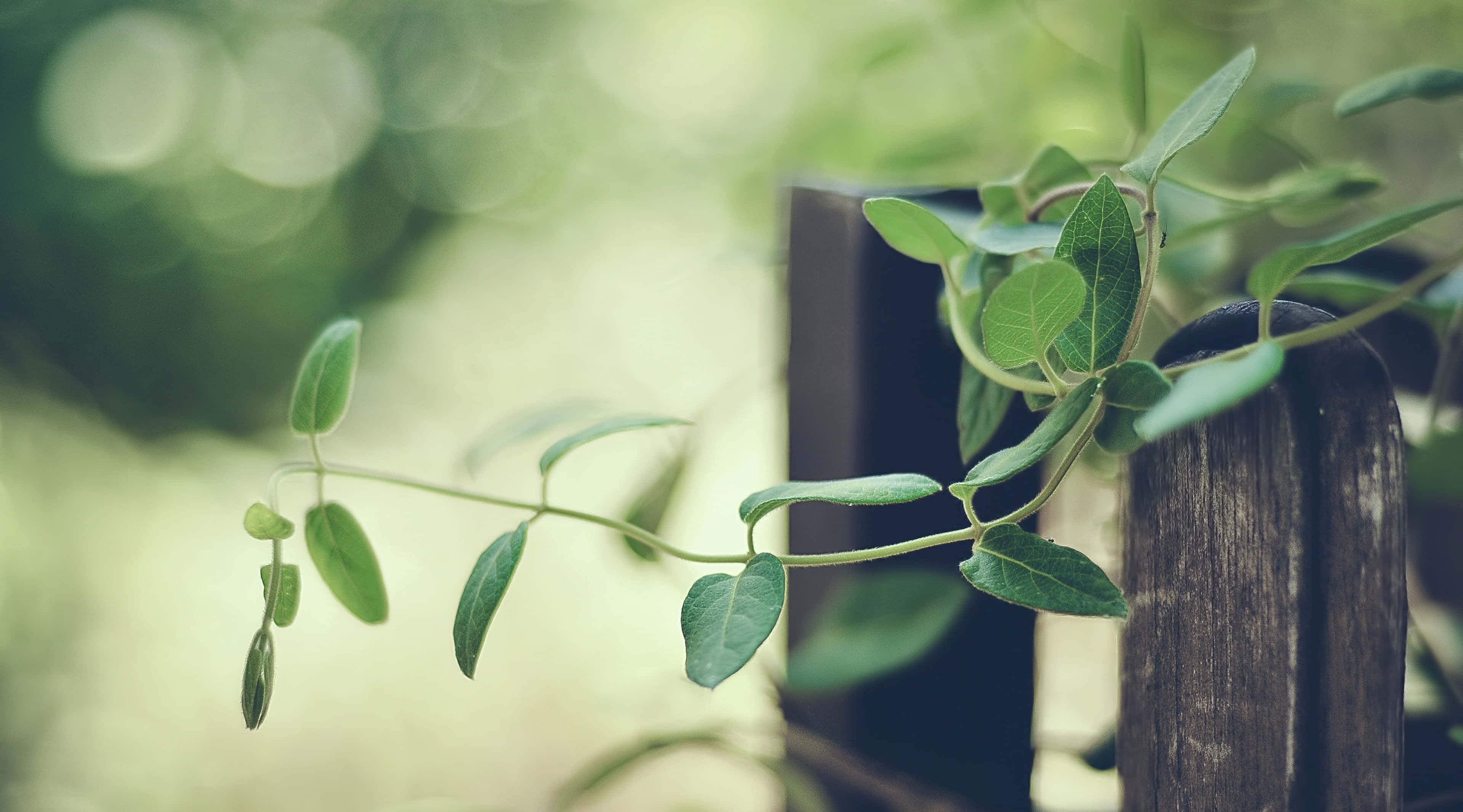 vine 桌布 壁紙 — 一條纖細的綠色藤蔓，長著心形葉子，攀爬在一根風化的木柱上，背景是柔和模糊的花園。