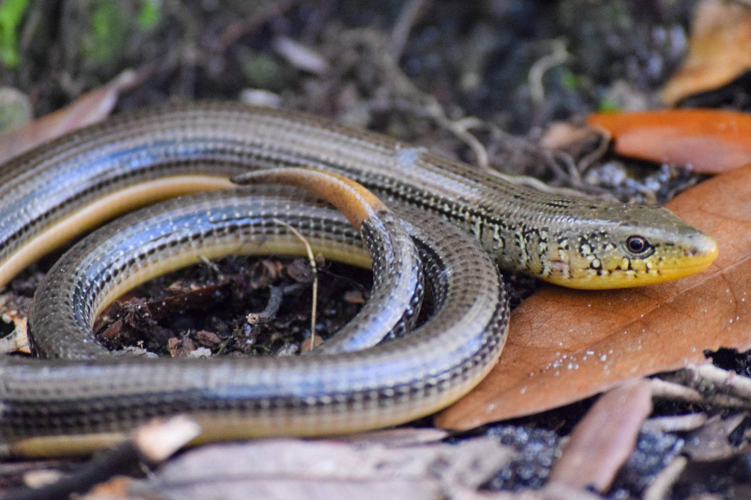 reptiles 桌布 壁紙 — 一條纖細的黃頭蜥蜴優雅地盤繞在森林地面的落葉和潮濕泥土之間。