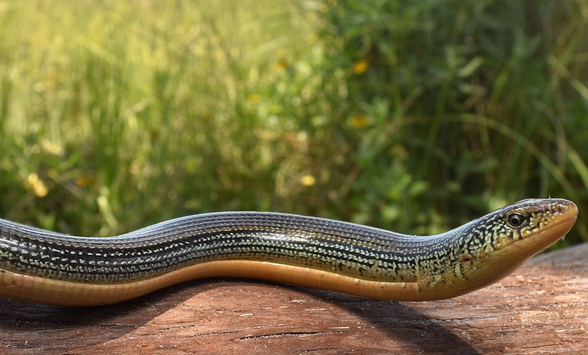 reptile 桌布 壁紙 — 一條背部有條紋的細長玻璃蜥蜴，在陽光照射的木質表面上休息，背景是模糊的綠色草地。