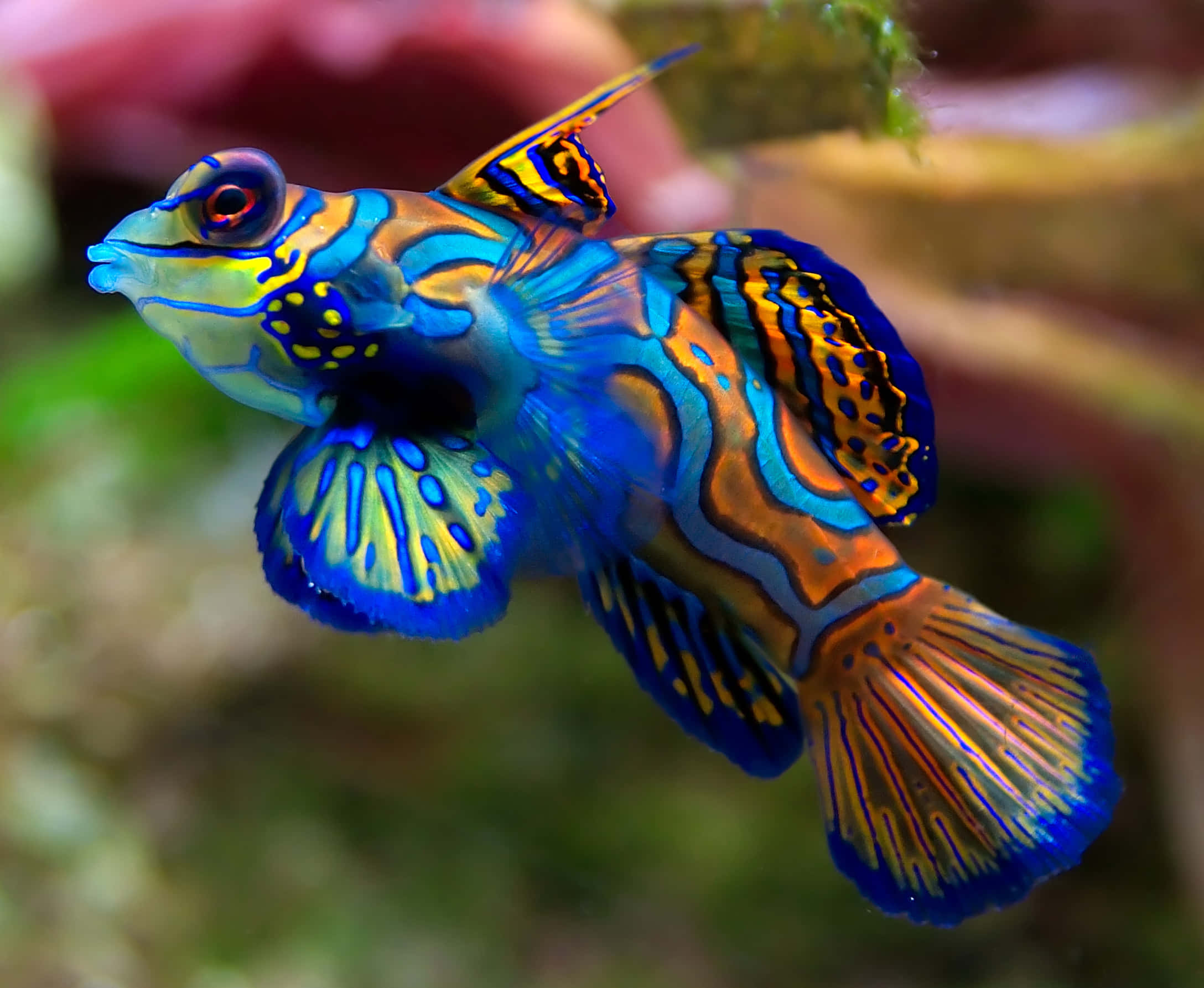 魚 桌布 壁紙 — 一條色彩斑斕的官服魚在柔和模糊的珊瑚礁中優雅地游動，帶有電光藍、橙和黃色的圖案。
