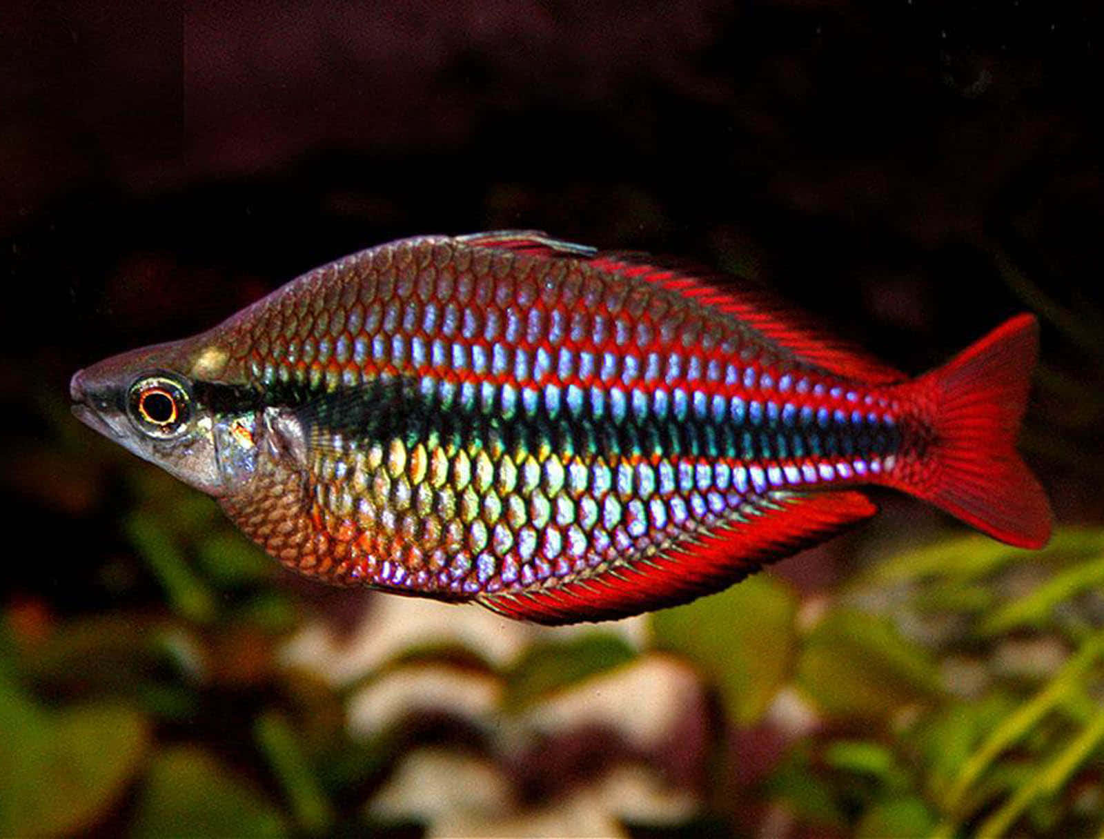 魚 桌布 壁紙 — 一條色彩斑斕的彩虹魚在柔和燈光下優雅地穿梭於茂密的綠色水生植物之間。