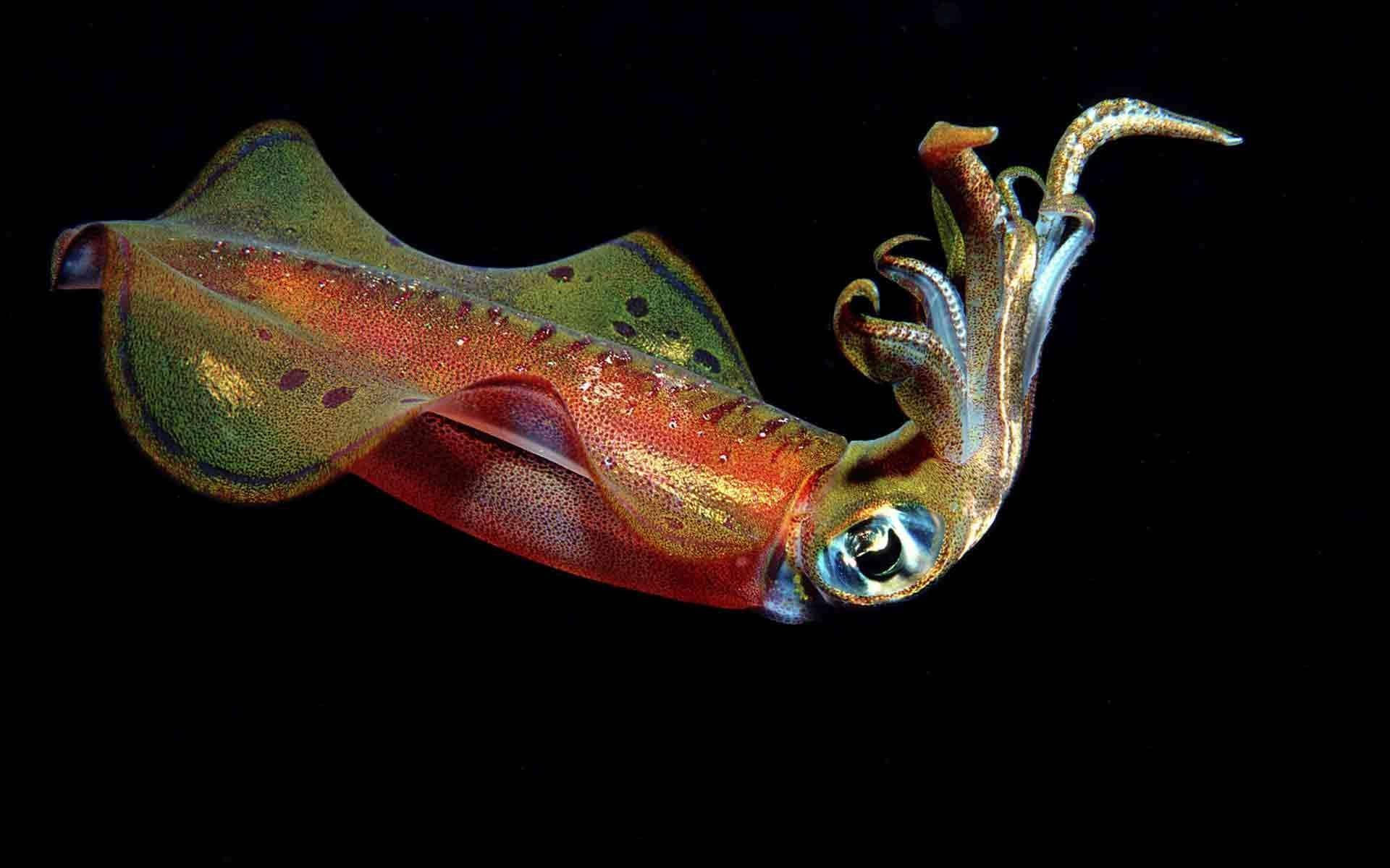 橘色 桌布 壁紙 — 一條色彩繽紛的墨魚在純黑背景下散發出虹彩般的紅、綠和金色光芒。