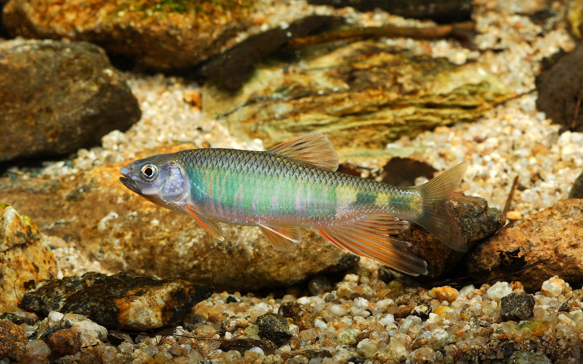 3d Fish 桌布 壁紙 — 一條色彩繽紛的彩虹鏢鱸魚在清澈的淡水中，優雅地游過碎石和長滿苔蘚的岩石床。