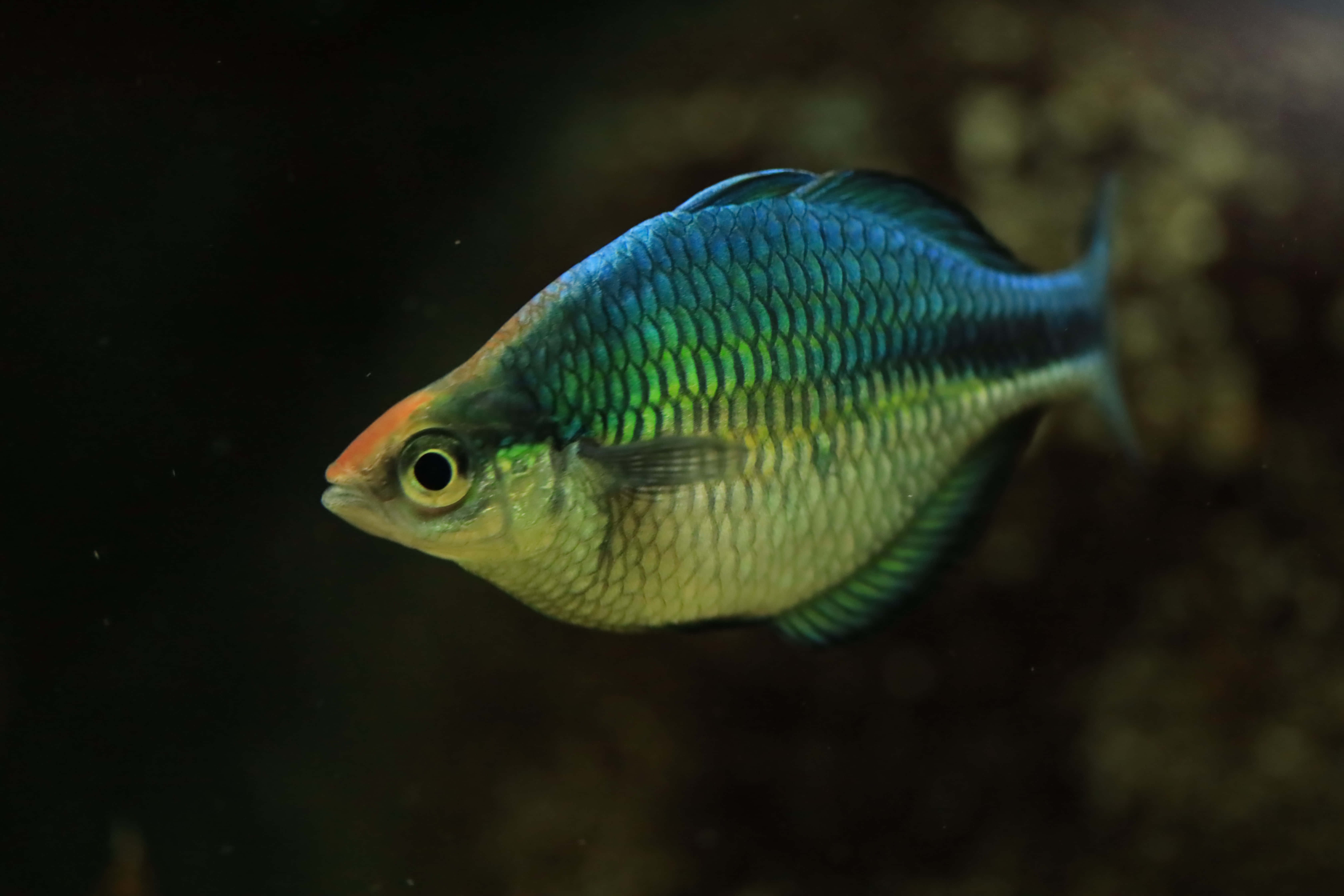 Fish Scale 桌布 壁紙 — 一條色彩繽紛的彩虹魚在黑暗的水中滑行，其鱗片閃爍著虹彩般的藍色、綠色和金色。