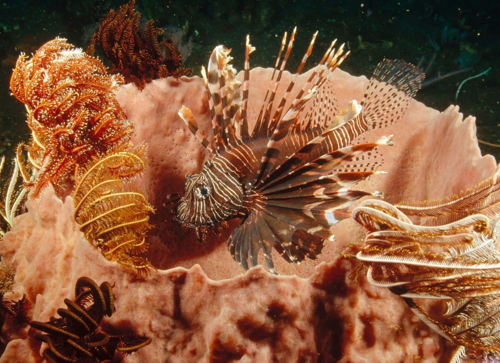 Sea Creature 桌布 壁紙 — 一條色彩鮮豔、帶有條紋鰭的獅子魚在羽毛狀的柳珊瑚和粉紅色珊瑚之間休息，處於溫暖的海底景觀中。