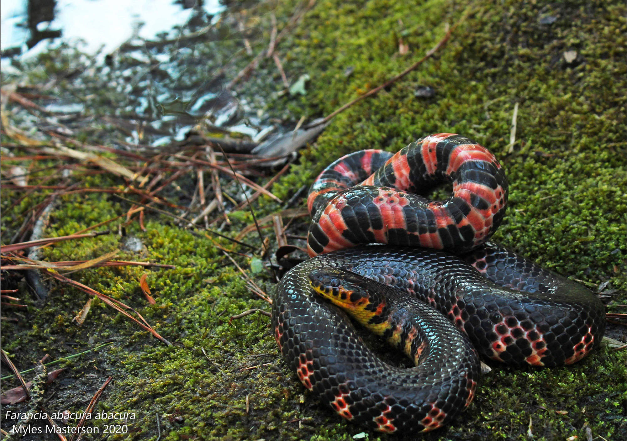 reptile 桌布 壁紙 — 一條色彩鮮豔的 Farancia abacura 蛇優雅地盤繞在茂盛的綠色苔蘚上，靠近平靜的水邊。