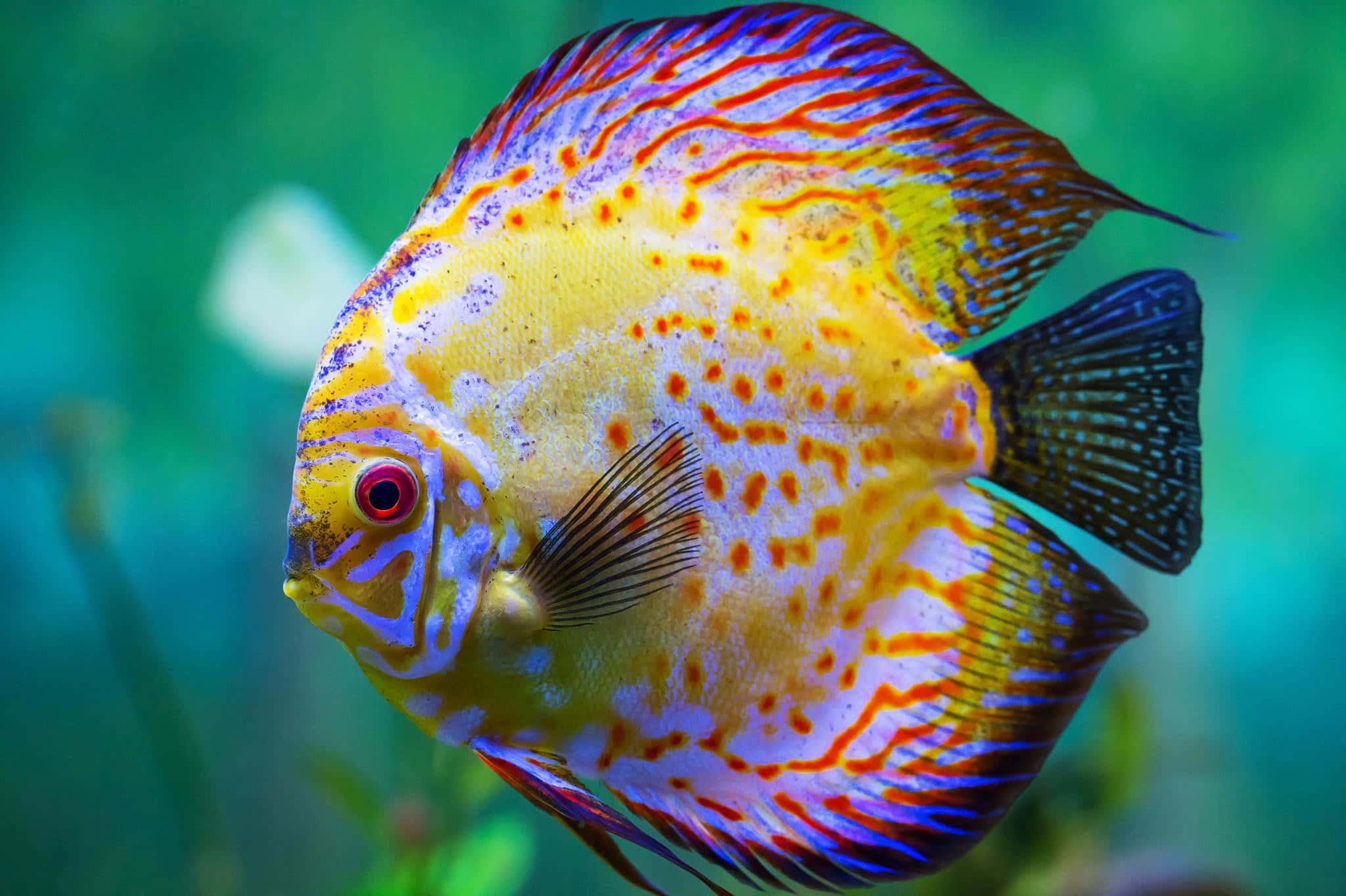 魚 桌布 壁紙 — 一條色彩鮮豔的七彩神仙魚，帶有黃橙色和藍色圖案，在綠色水生環境中優雅地游動。