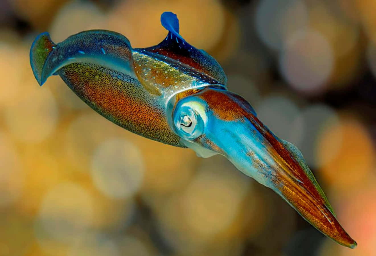 squid 桌布 壁紙 — 一條色彩鮮豔的墨魚在暖色調的水下水流中滑行，身上閃爍著虹彩藍色和橙色的圖案。