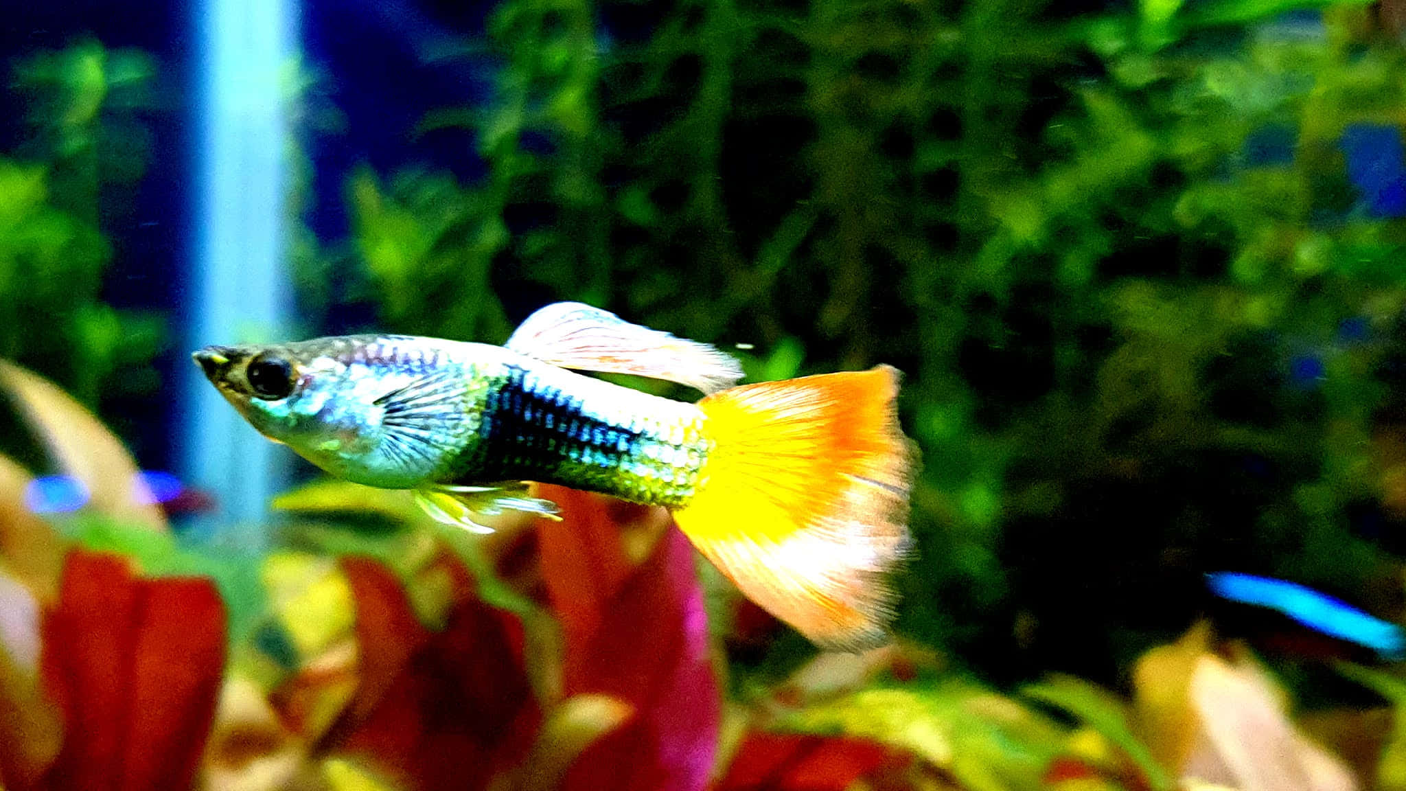 桌布 壁紙 — 一條色彩鮮豔的孔雀魚，帶有虹彩藍綠色身體和火橙色尾巴，在茂密的水族箱中優雅地穿梭於色彩繽紛的水生植物之間。