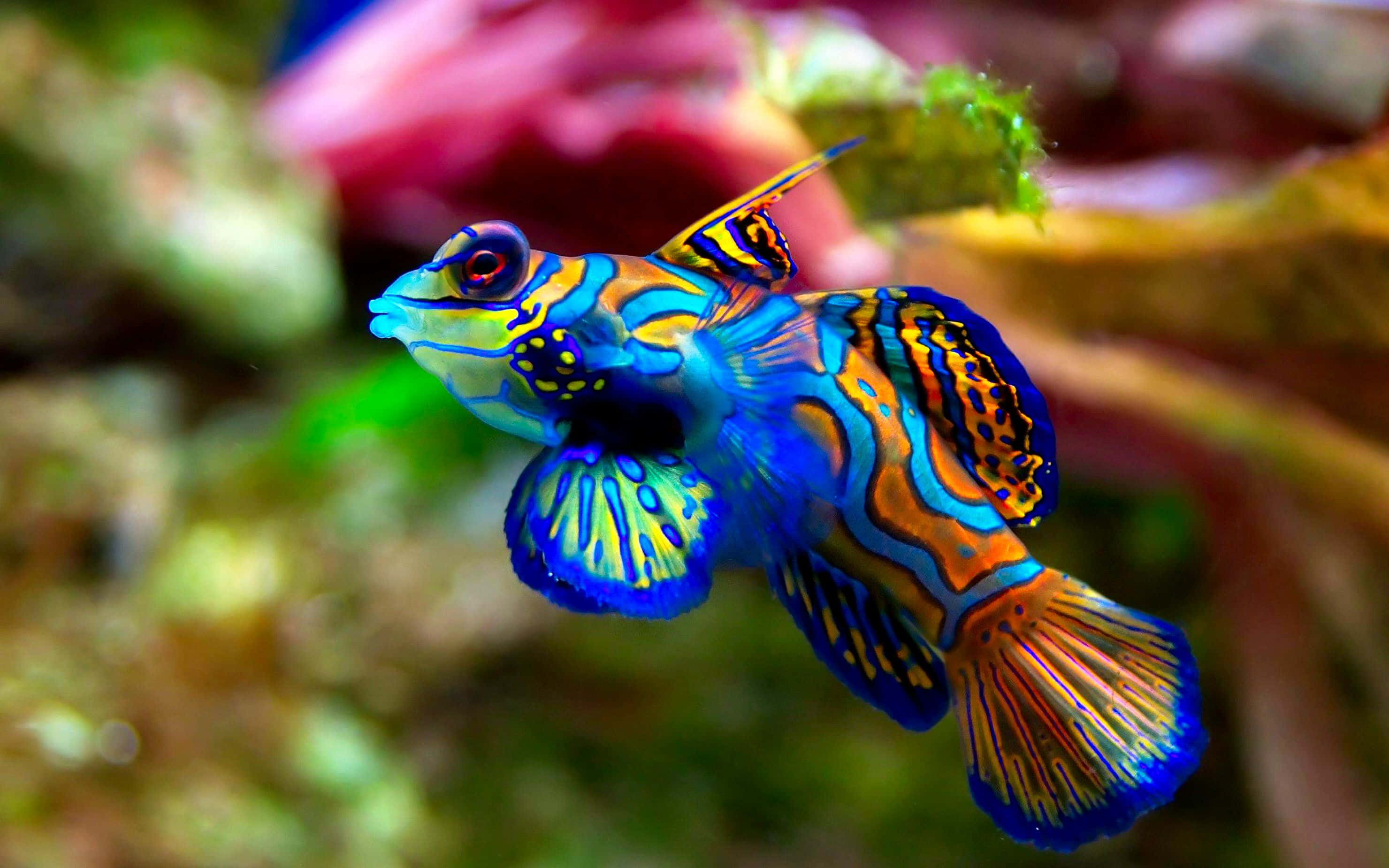 HD Fish 桌布 壁紙 — 一條色彩鮮豔的官服魚在柔和模糊的珊瑚礁背景下優雅地游動。