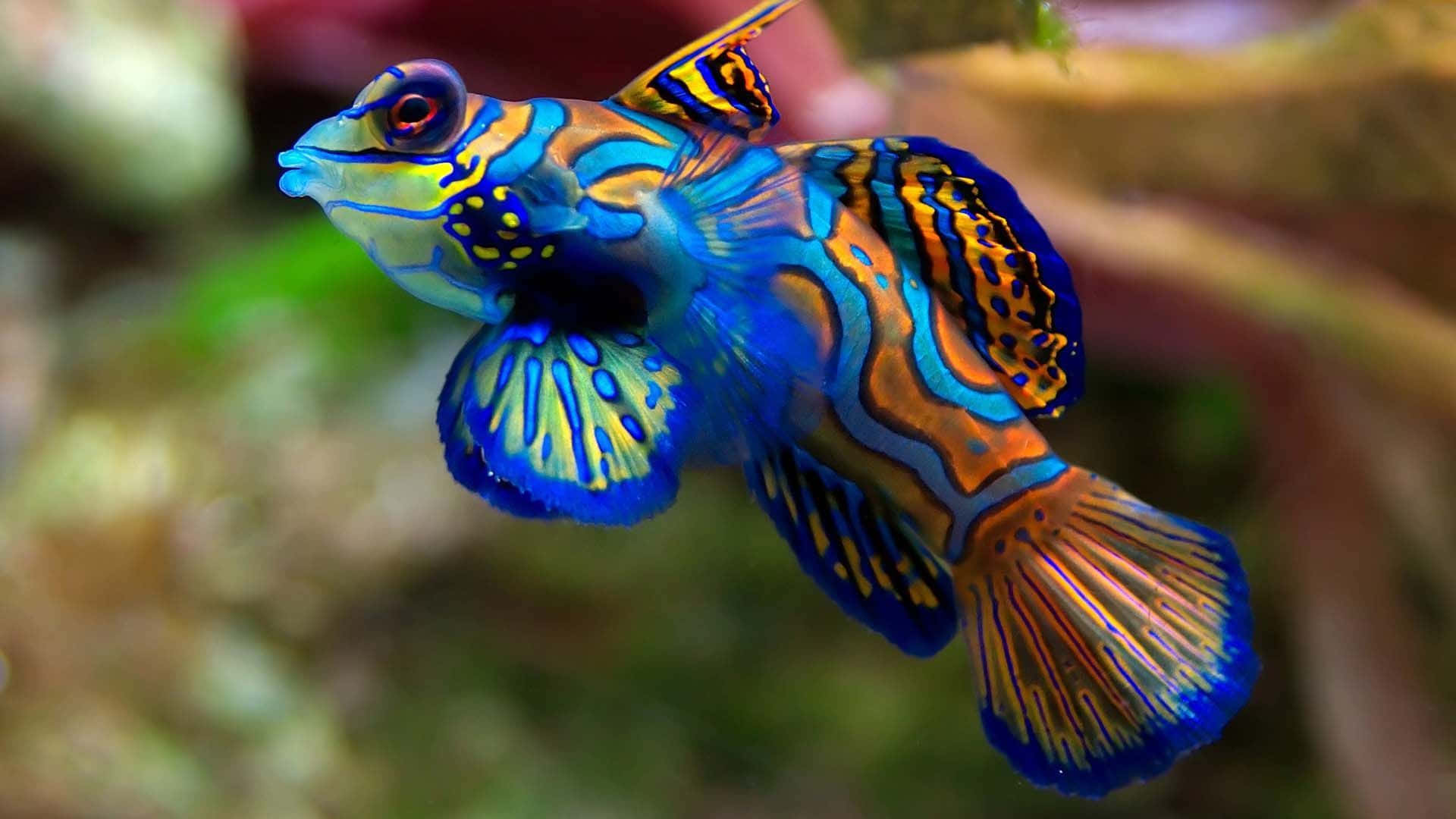 Aquatic 桌布 壁紙 — 一條色彩鮮豔的官服魚在柔和模糊的珊瑚礁背景下優雅地游動。