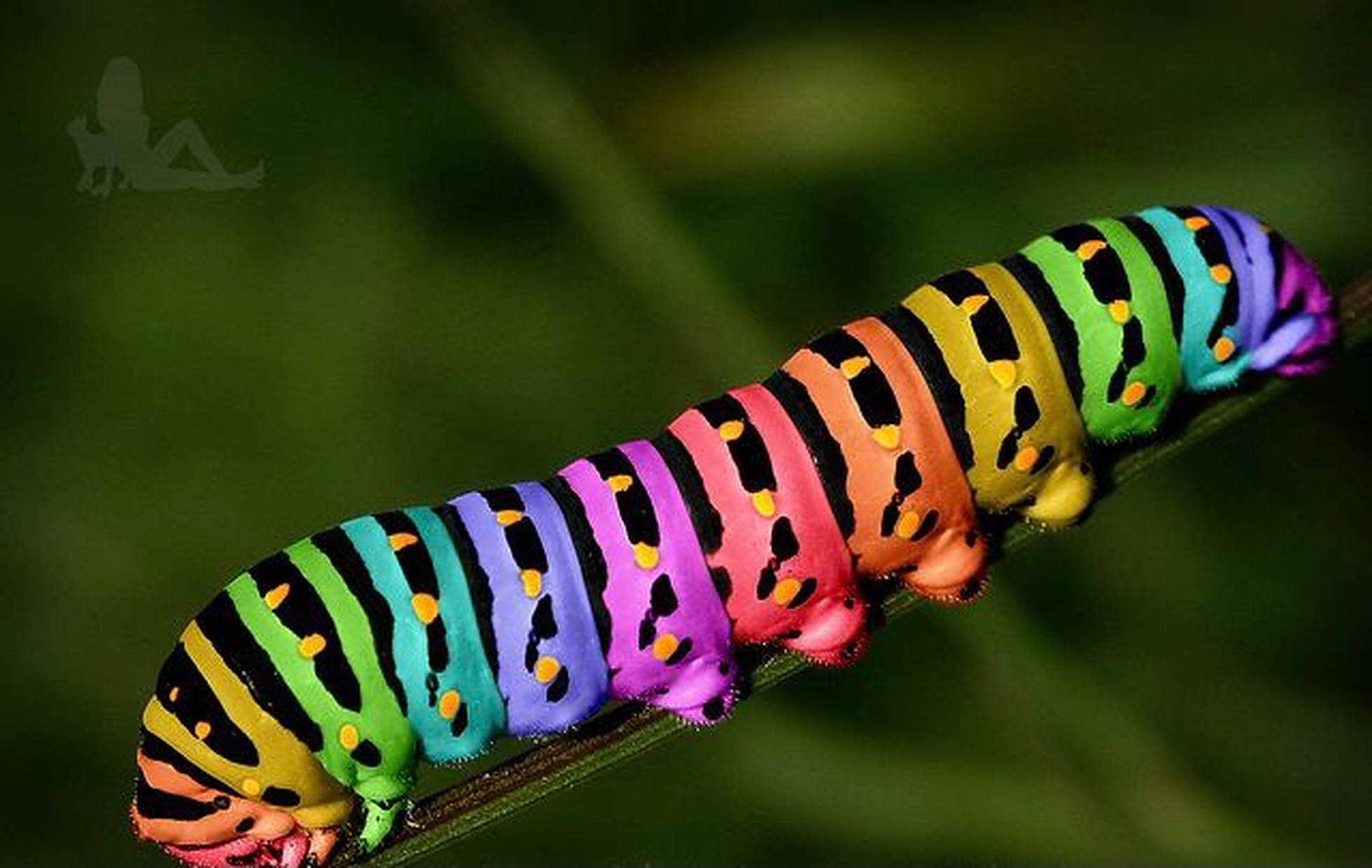 Caterpillar Insect 桌布 壁紙 — 一條色彩鮮豔的彩虹色毛毛蟲，帶有黑色條紋和黃色斑點，在模糊的自然背景下沿著綠色莖爬行。