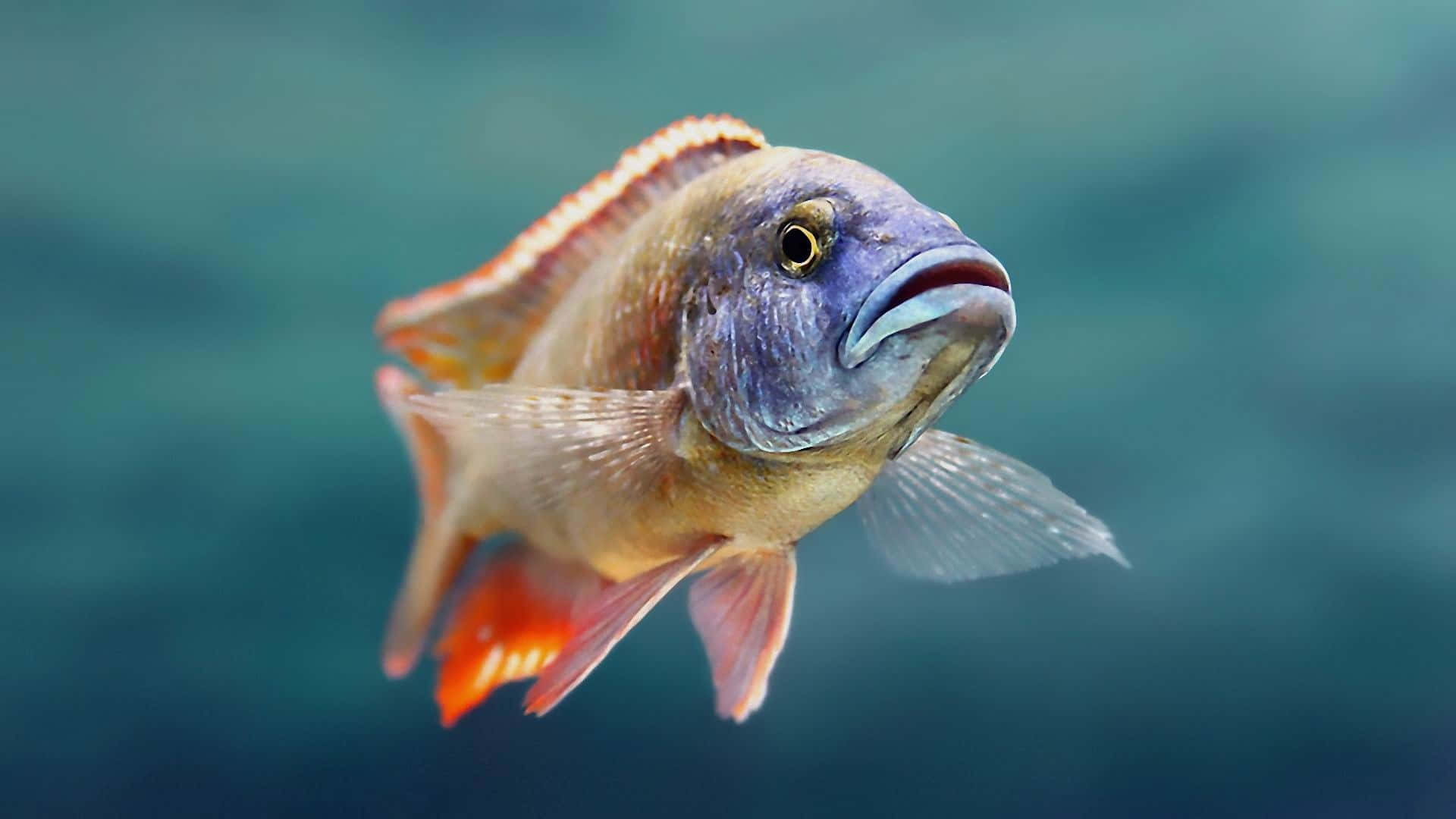動物 桌布 壁紙 — 一條色彩鮮豔的慈鯛魚在模糊的藍綠色水生背景下優雅地游動，魚鰭細節豐富，眼睛富有表現力。
