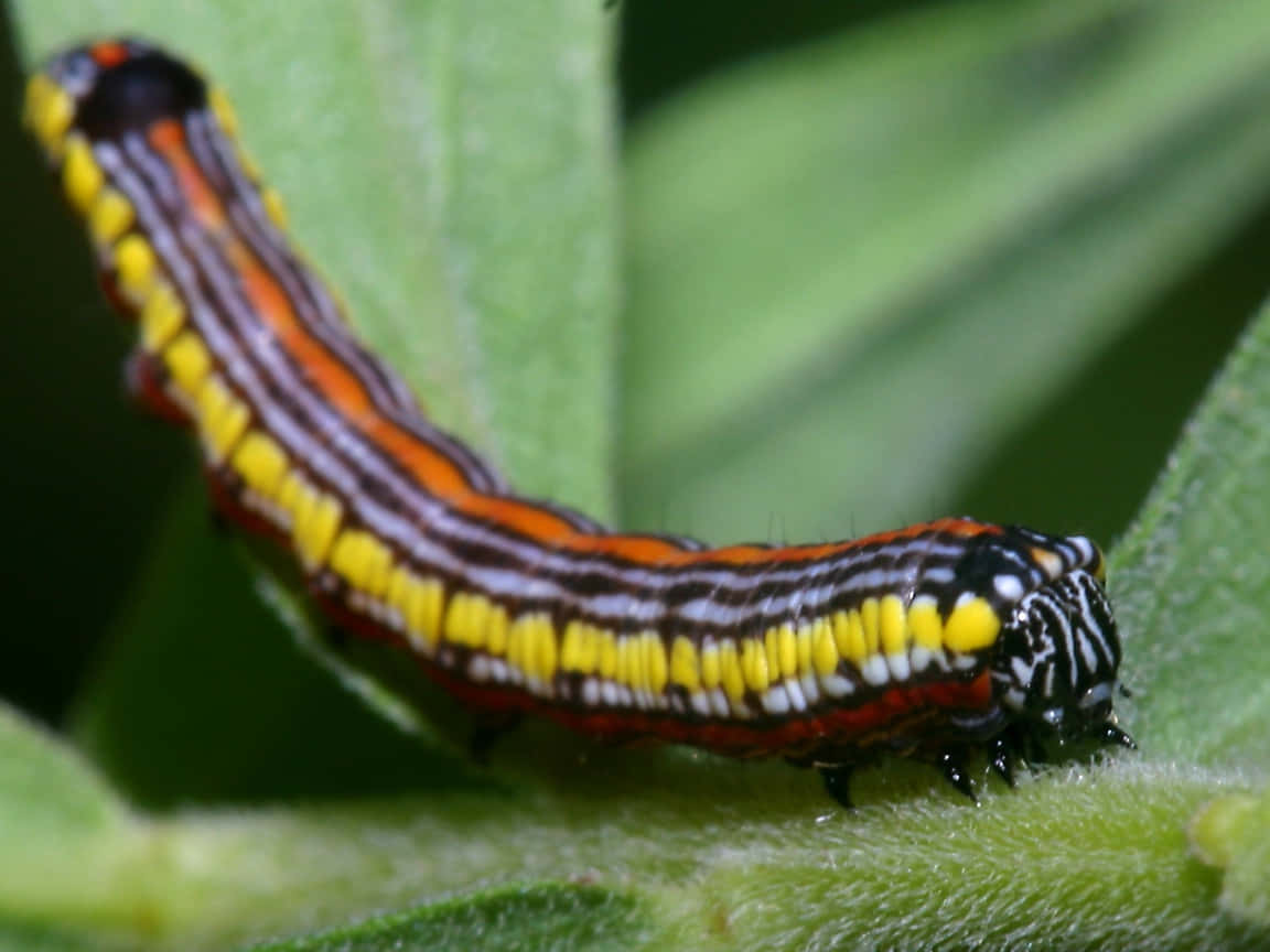 Caterpillar Transformation 桌布 壁紙 — 一條色彩鮮豔的條紋毛蟲，帶有黃色、橙色和黑色斑紋，沿著茂盛的綠葉爬行。
