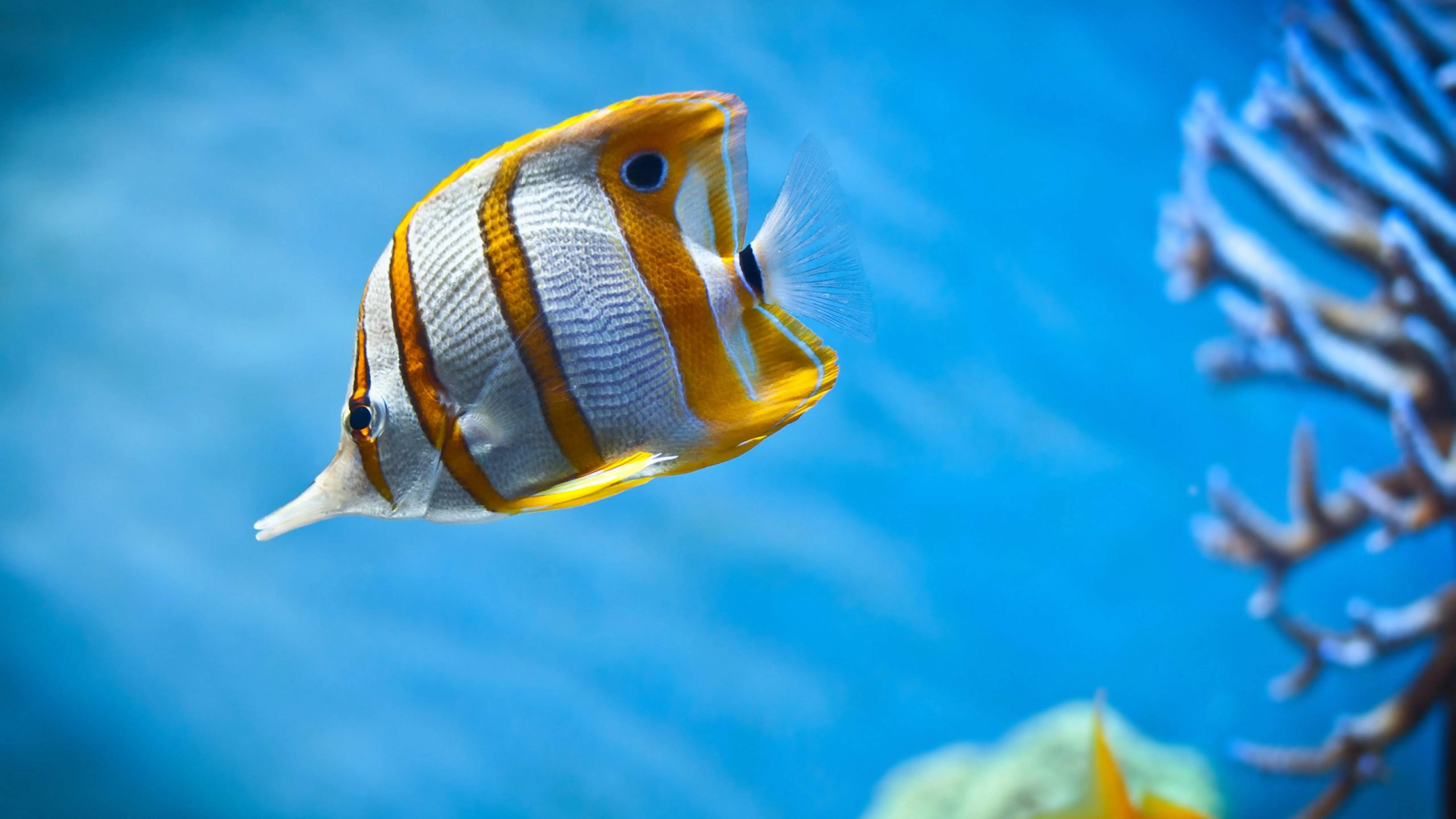 魚 桌布 壁紙 — 一條色彩鮮豔的橙白條紋蝴蝶魚在清澈的藍色海水中優雅地游過珊瑚枝。