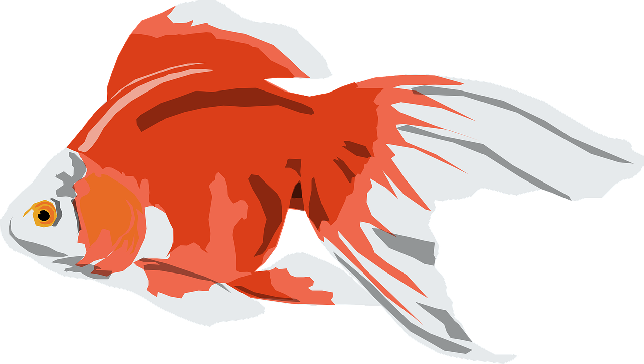 金魚 桌布 壁紙 — 一條色彩鮮豔的橙白相間金魚，擺動著流暢的魚鰭，在純黑色背景中優雅地游動。
