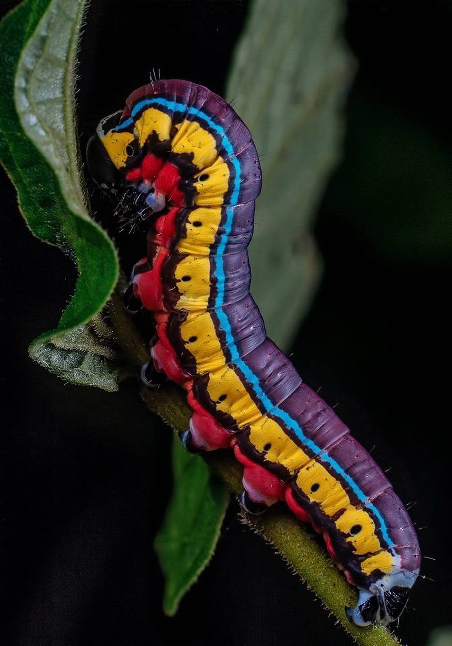 Caterpillar Insect 桌布 壁紙 — 一條色彩鮮豔的毛毛蟲，帶有紫色、黃色和藍色條紋，緊貼在一片綠葉上，背景為深色。