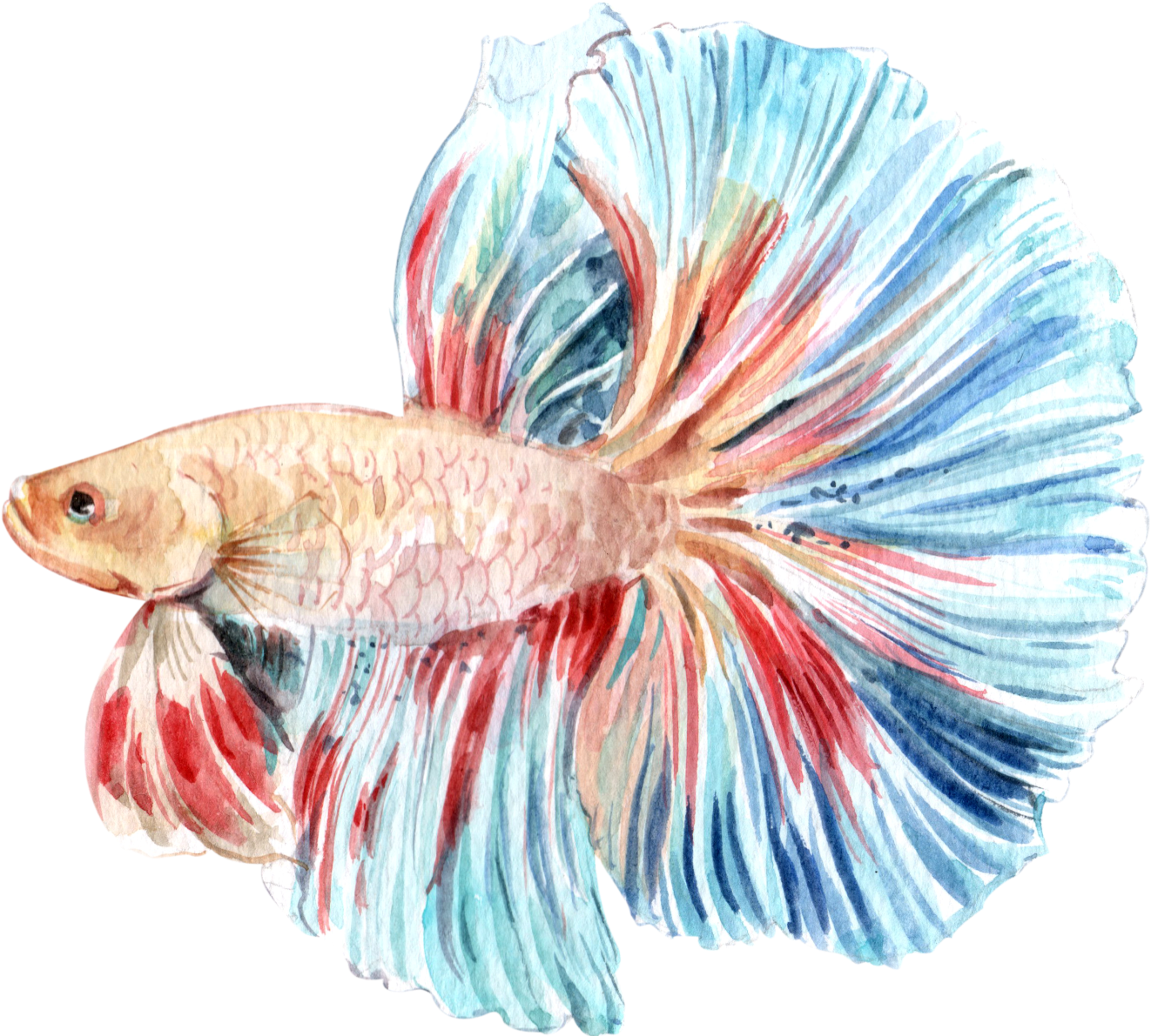 魚 桌布 壁紙 — 一條色彩鮮豔的水彩鬥魚，帶有流動的藍色和紅色魚鰭，襯托在純黑背景上。