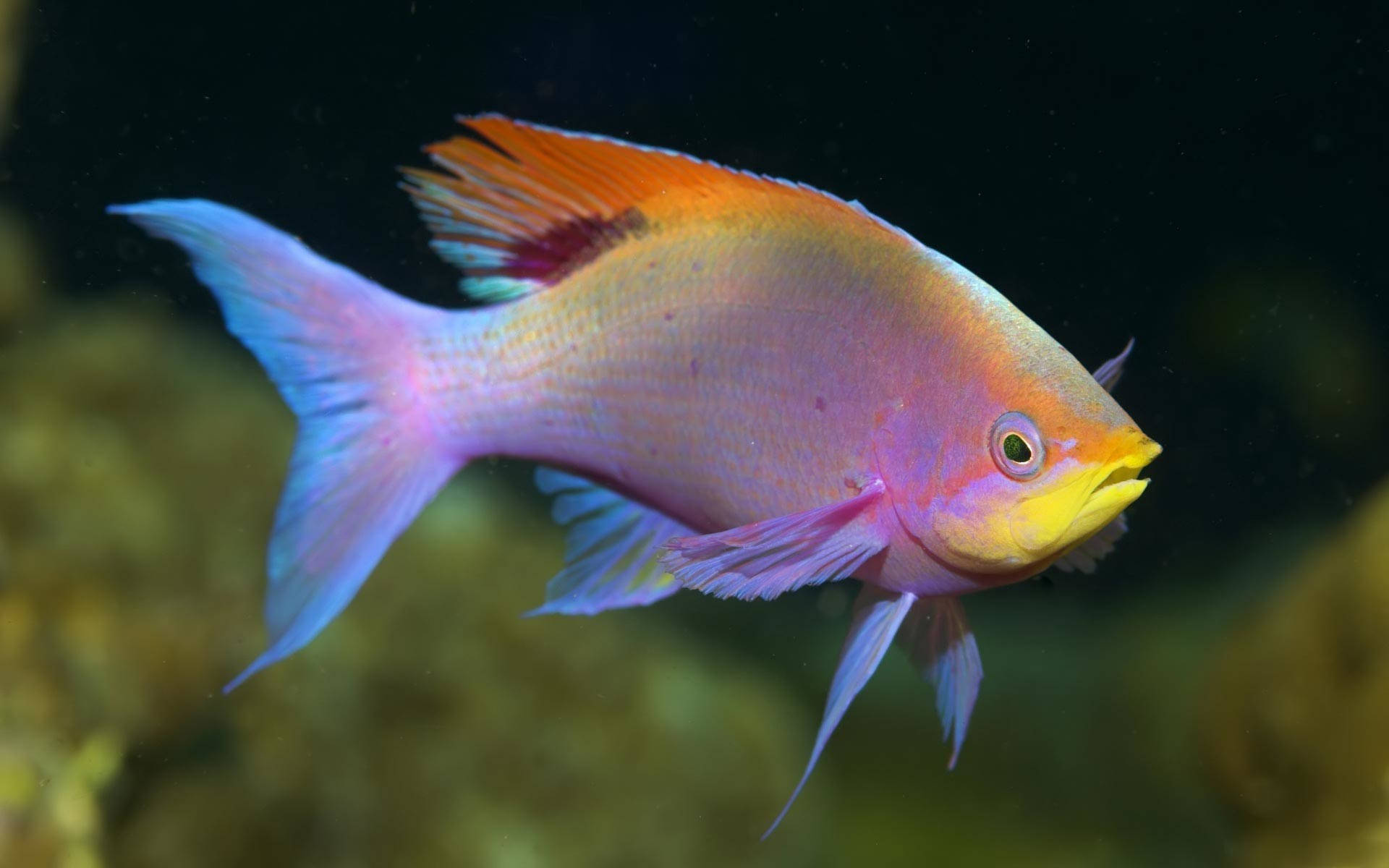 Cool Fish 桌布 壁紙 — 一條色彩鮮豔的熱帶魚，帶有粉紅色、橙色和藍色的鰭，在黑暗的水下背景下優雅地游動。