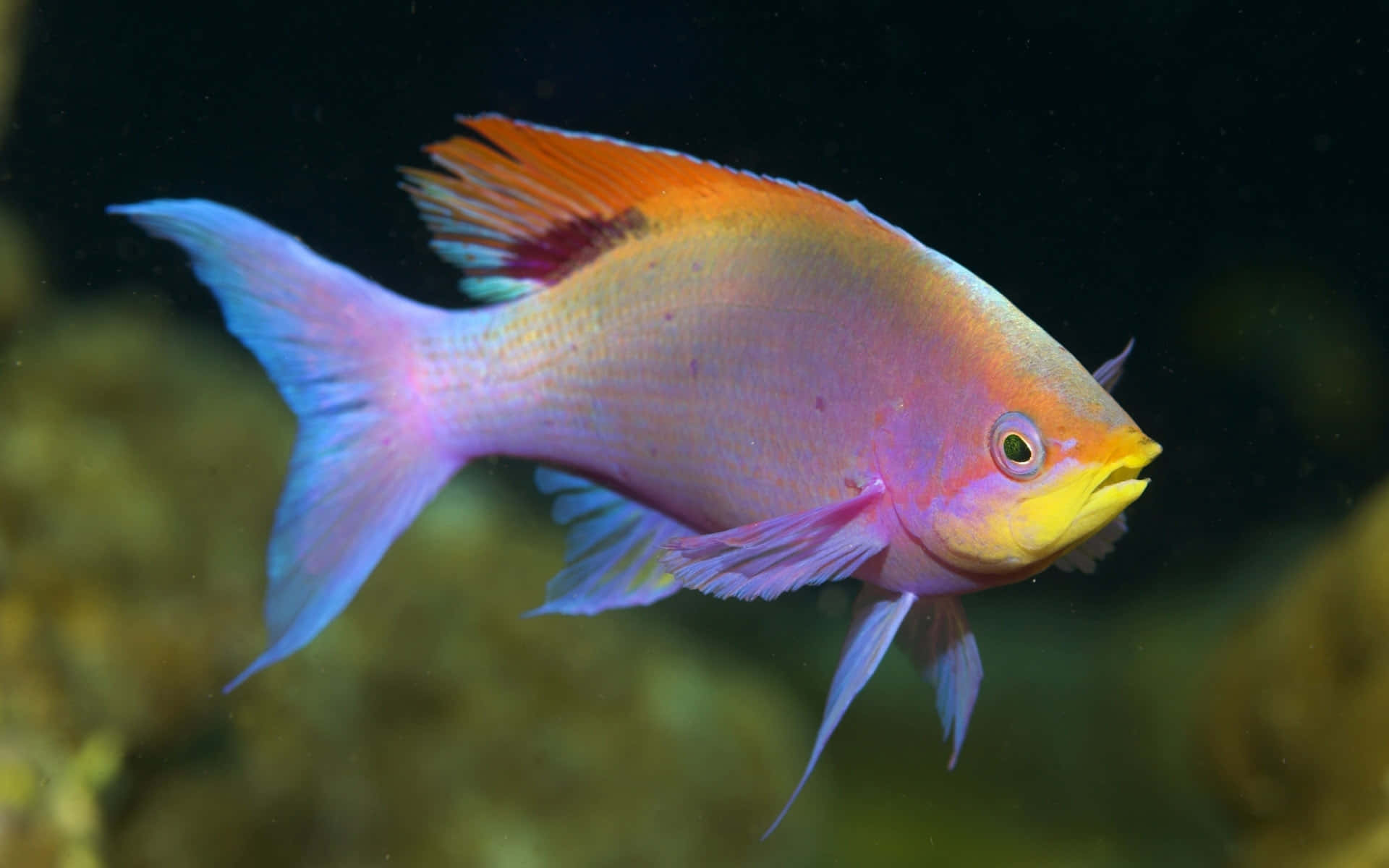 魚 桌布 壁紙 — 一條色彩鮮豔的熱帶魚，擁有粉紅、橙色和藍色的魚鰭，在黑暗的水下背景下優雅地游動。