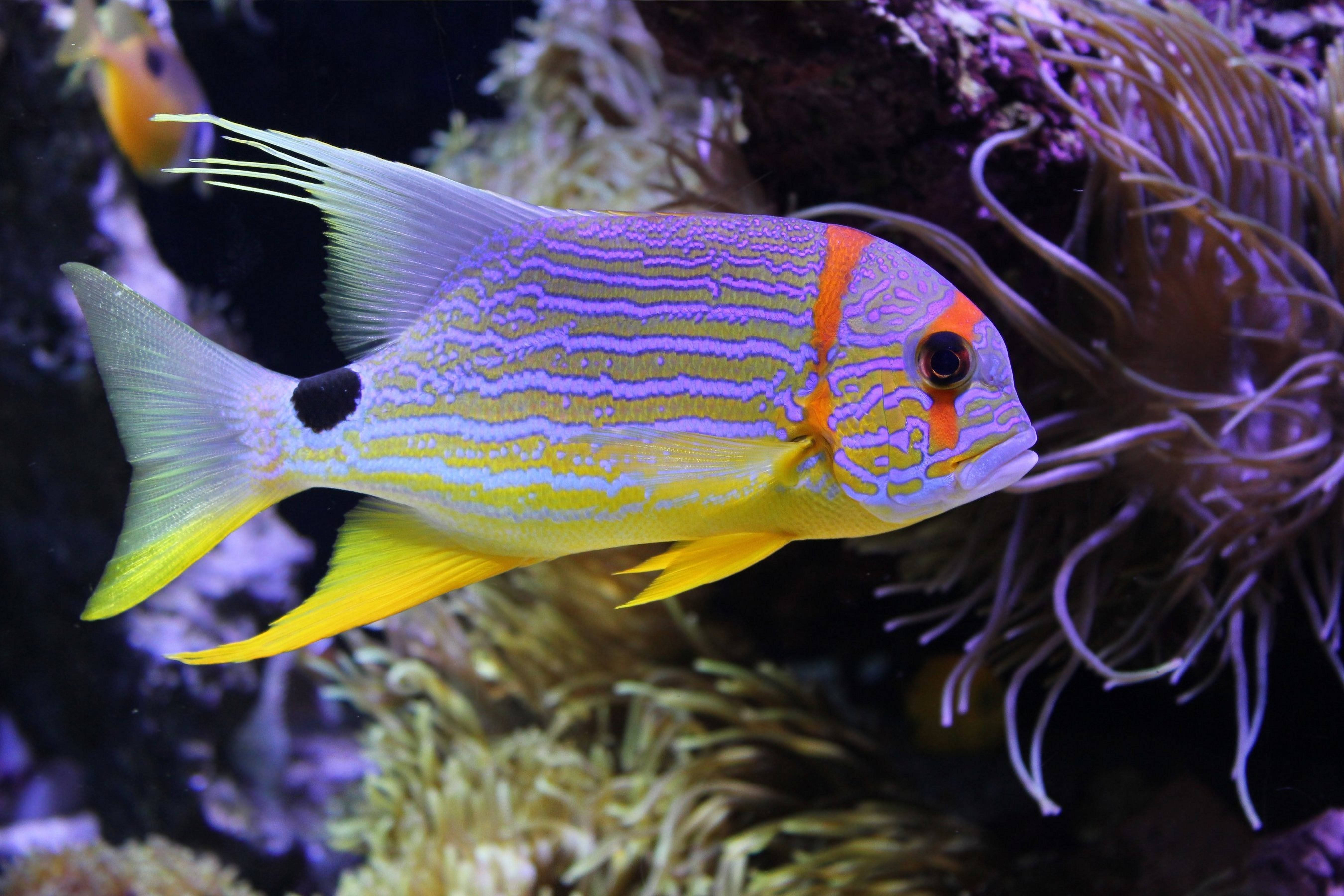 魚 桌布 壁紙 — 一條色彩鮮豔的熱帶魚，有著黃色魚鰭和紫色條紋，在珊瑚礁的紫色海葵附近游動。