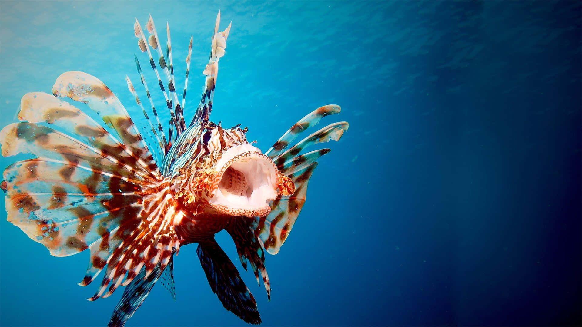 Underwater Scary Ocean 桌布 壁紙 — 一條色彩鮮豔的獅子魚，帶有尖刺鰭和張開的嘴巴，在深藍色海水中優雅地游動。