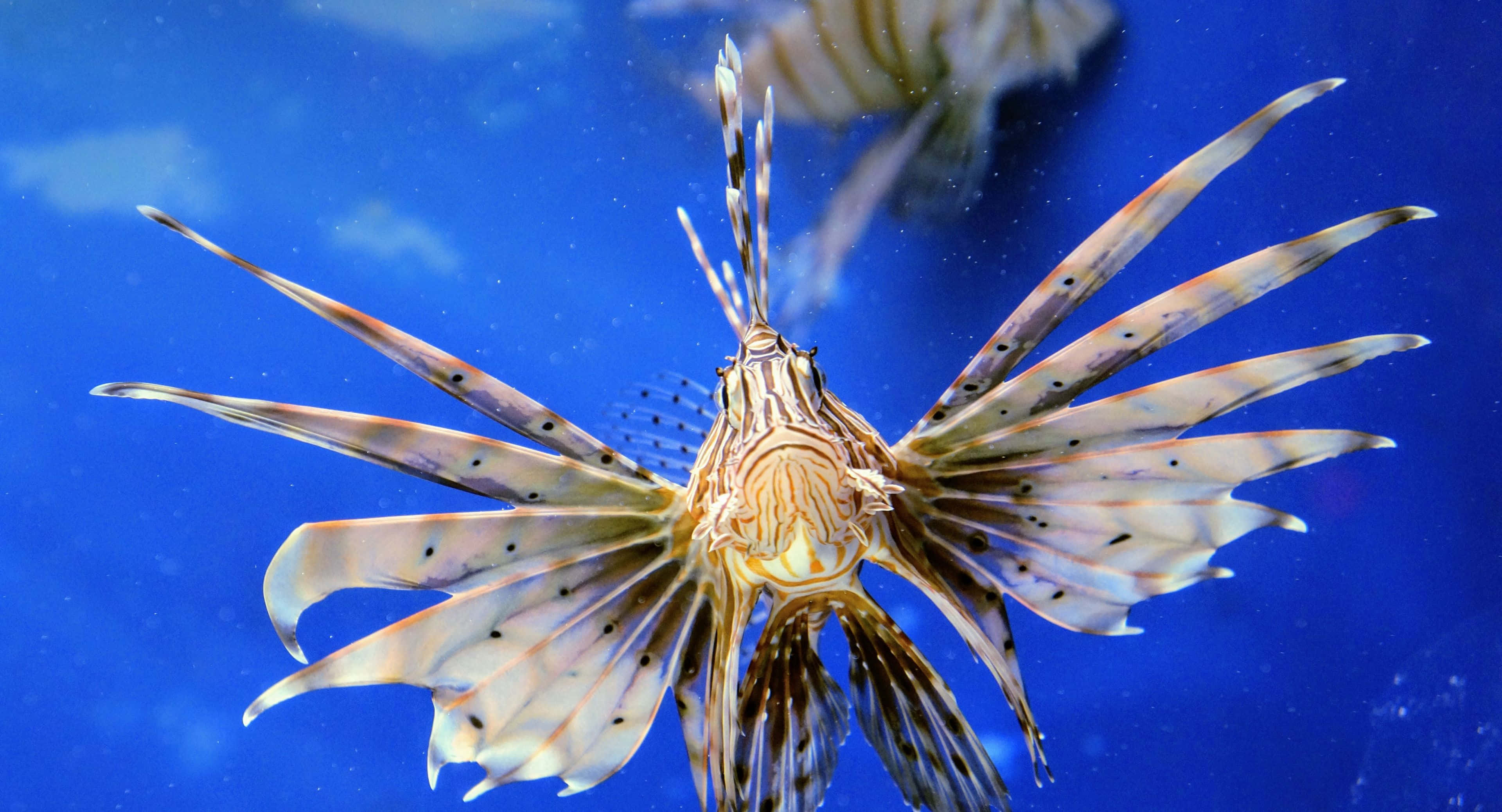 3840x2076 桌布 壁紙 — 一條色彩鮮豔的獅子魚，帶有條紋魚鰭，在深藍色海水中優雅地滑行。