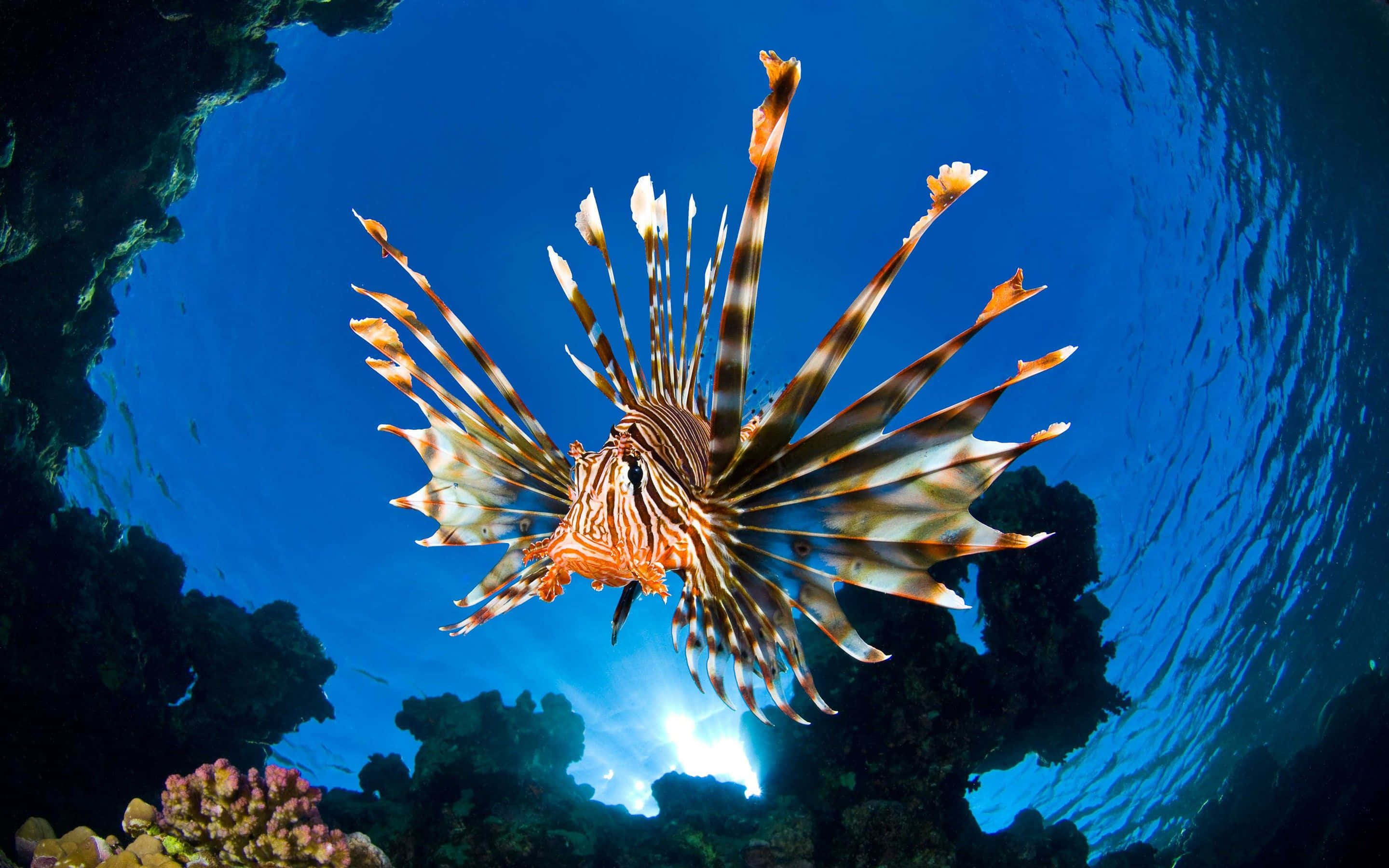 Underwater Ocean 桌布 壁紙 — 一條色彩鮮豔的獅子魚，帶有橙色和白色條紋，在清澈的藍色海水中優雅地滑過珊瑚群。