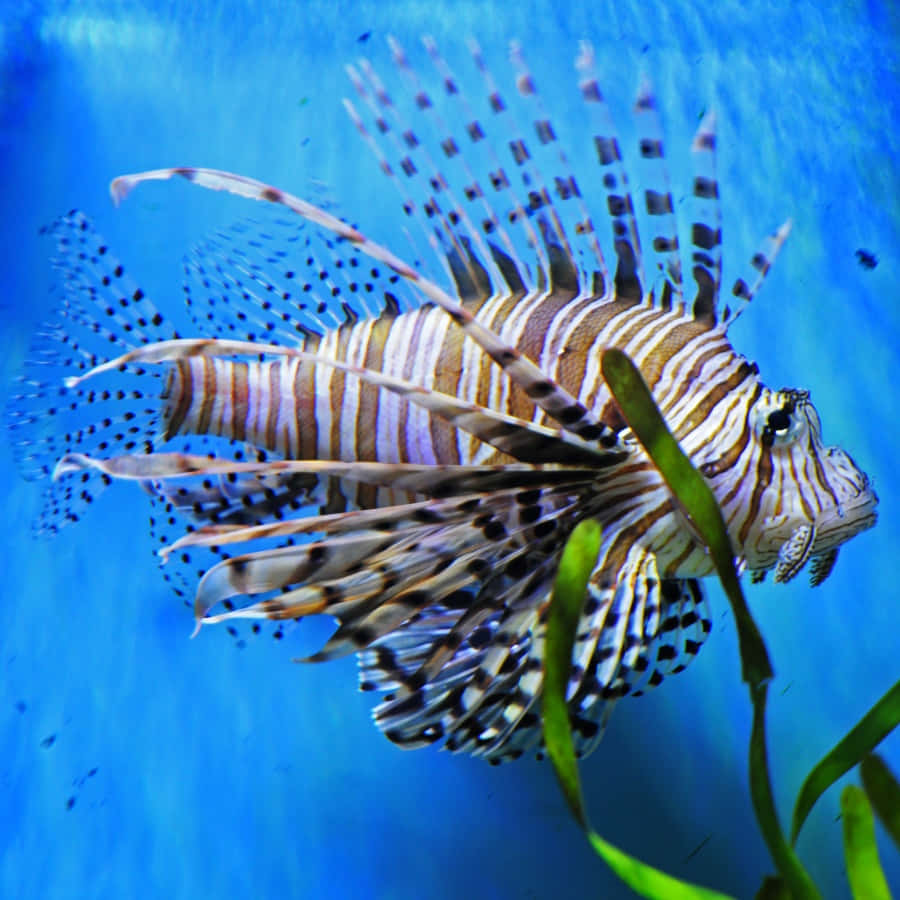 魚 桌布 壁紙 — 一條色彩鮮豔的獅子魚，帶有鮮明的條紋和尖刺鰭，在明亮的藍色水下背景下，優雅地在綠色海藻附近游動。