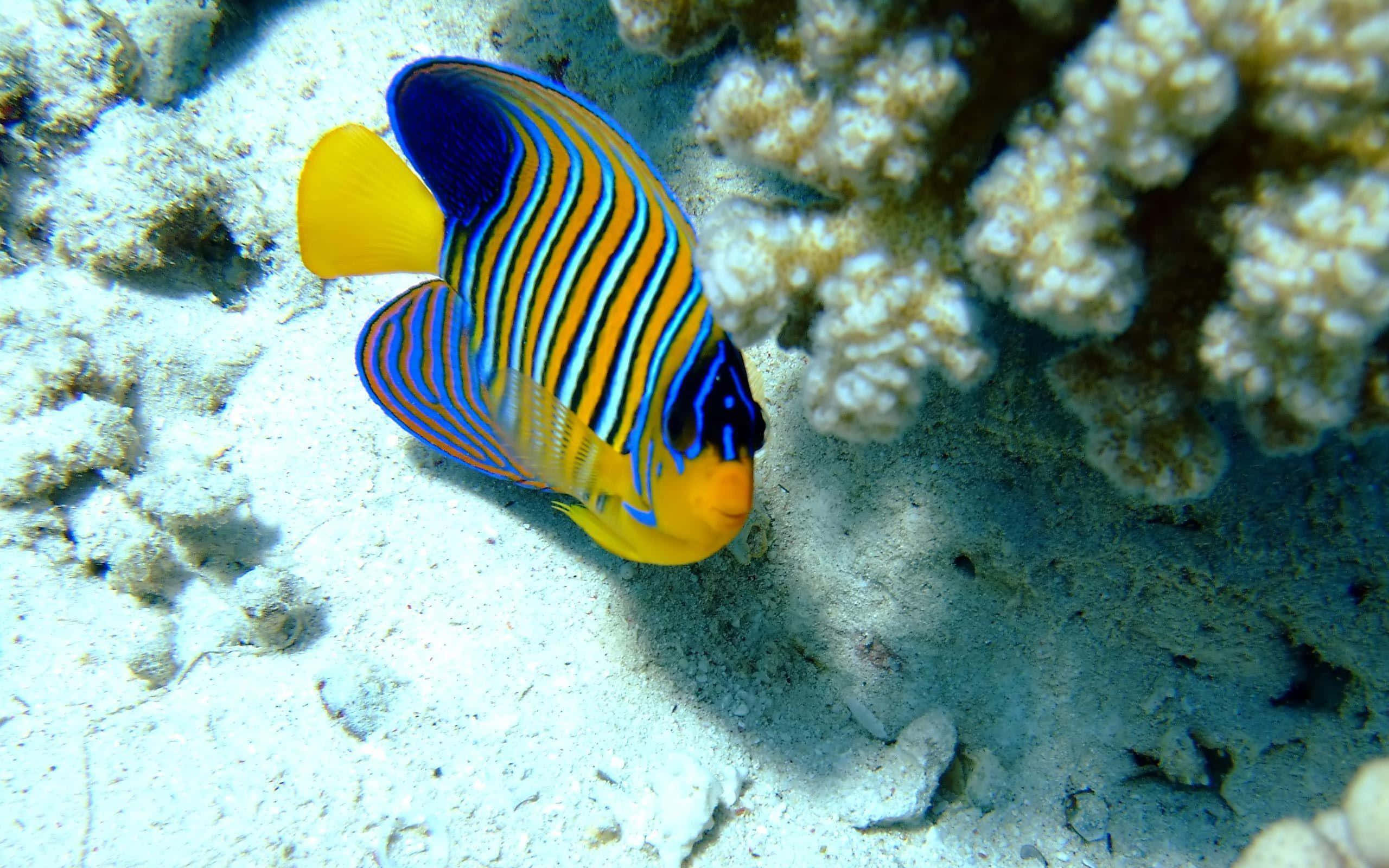 Sea Creature 桌布 壁紙 — 一條色彩鮮豔的皇家天使魚，帶有鮮明的藍色、黃色和橙色條紋，在沙質海底的紋理珊瑚附近優雅地游動。