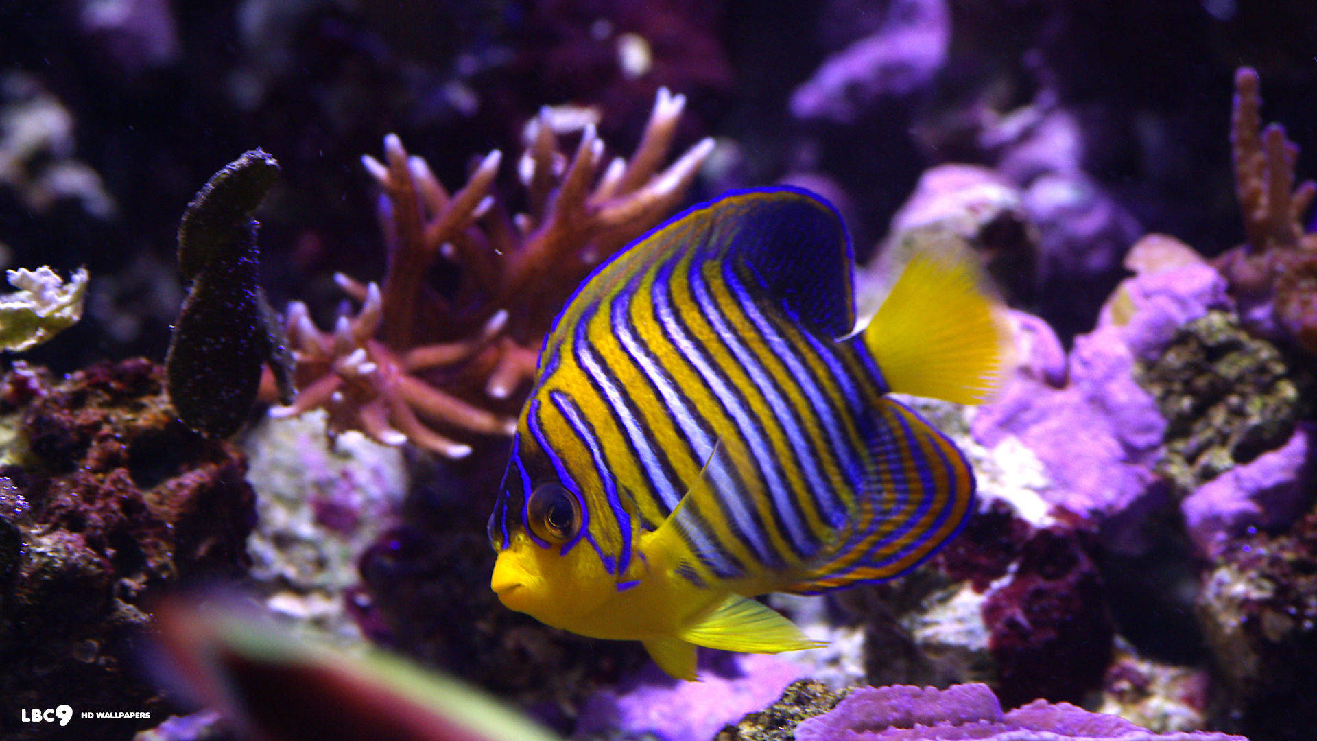 魚 桌布 壁紙 — 一條色彩鮮豔的皇家神仙魚，帶有醒目的黃色、藍色和橙色條紋，在色彩繽紛的珊瑚和岩石間優雅地游動，構成生動的水下場景。