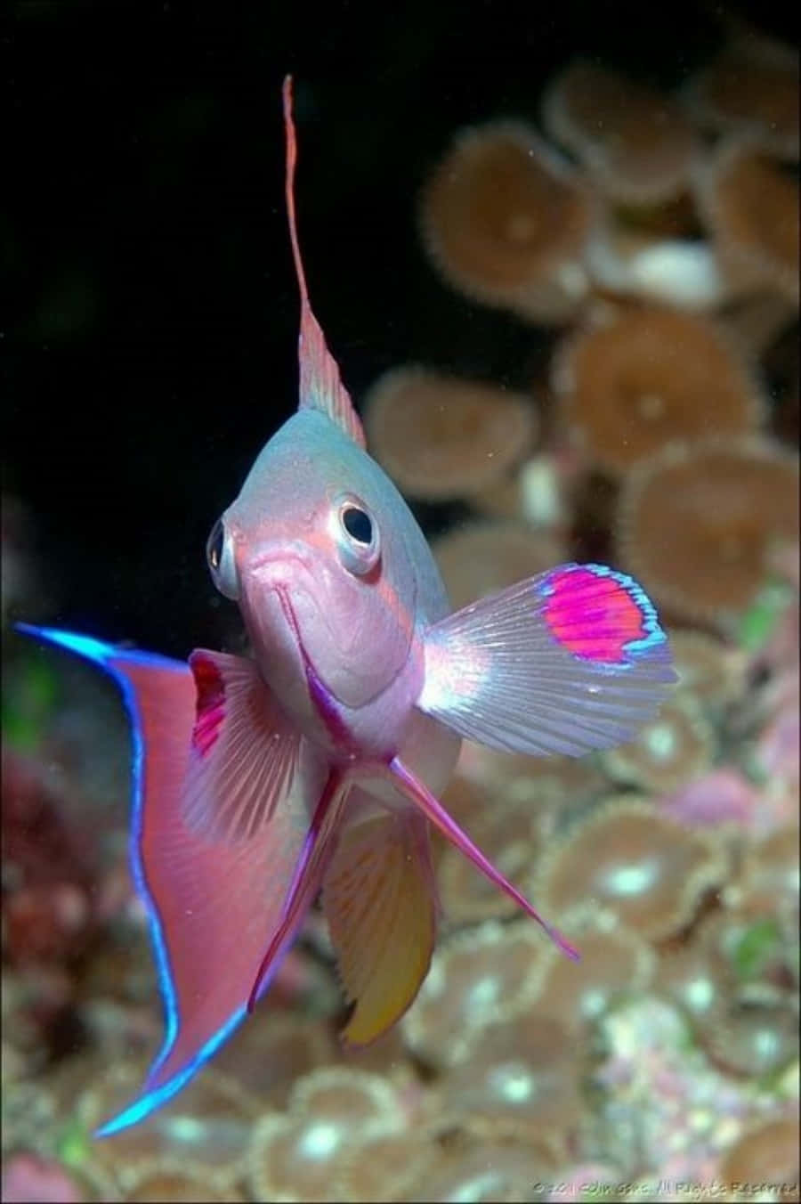 魚 桌布 壁紙 — 一條色彩鮮豔的粉藍色魚，擁有流暢的魚鰭，在深海水域中靠近珊瑚游動。
