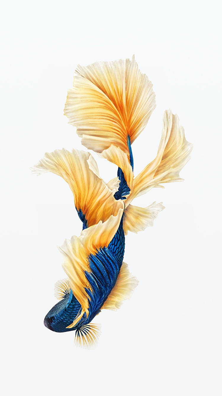 Beautiful Fish 桌布 壁紙 — 一條色彩鮮豔的藍金色鬥魚，魚鰭飄逸，在柔和的白色背景上優雅地游動。