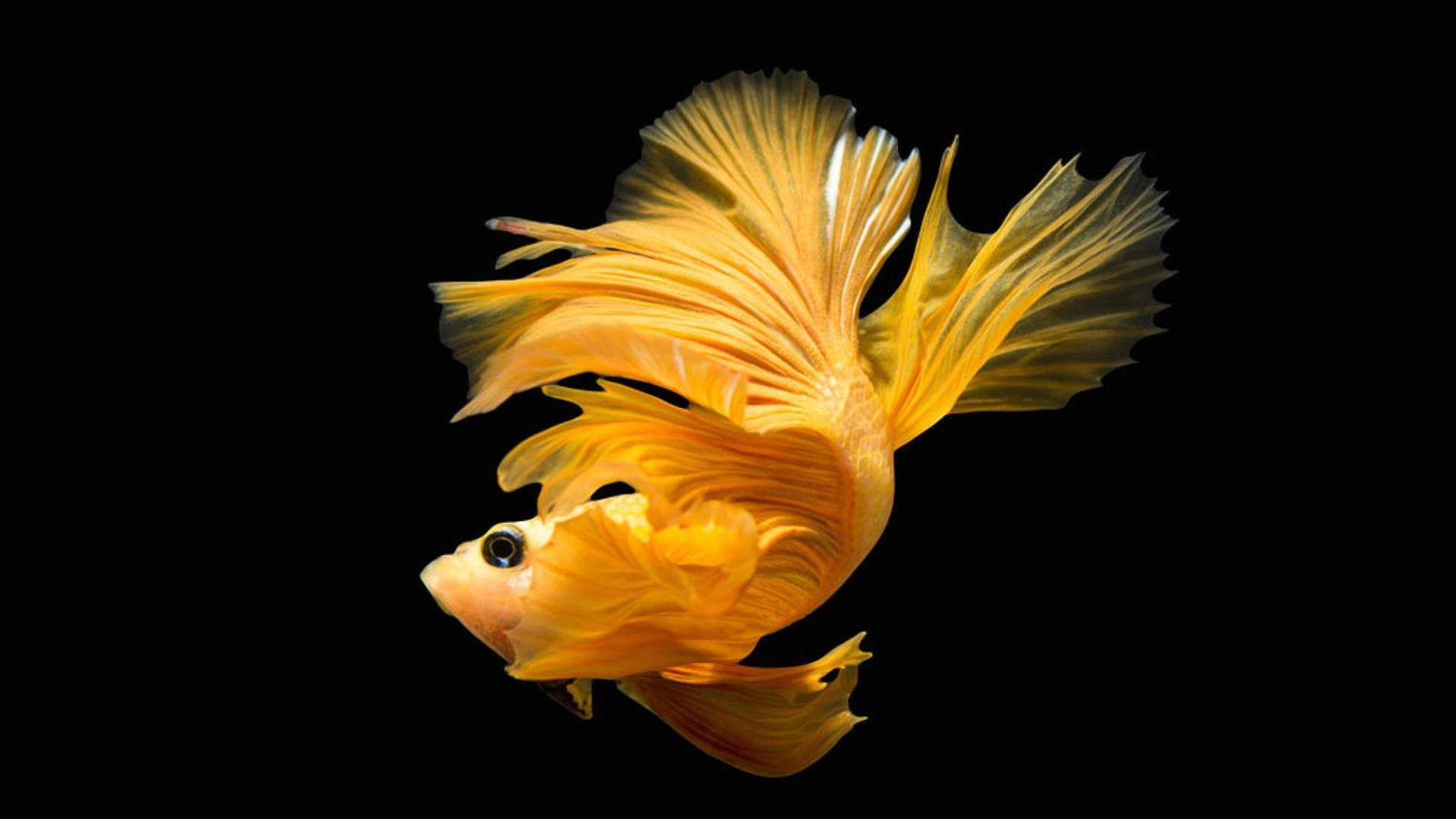 魚 桌布 壁紙 — 一條色彩鮮豔的金色鬥魚，擁有流暢的魚鰭，在純黑背景下優雅地滑行。