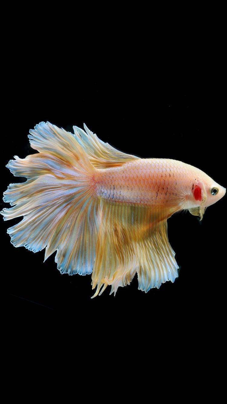 魚 桌布 壁紙 — 一條色彩鮮豔的鬥魚，帶有流動的桃色和藍色魚鰭，在純黑背景下優雅地滑行。