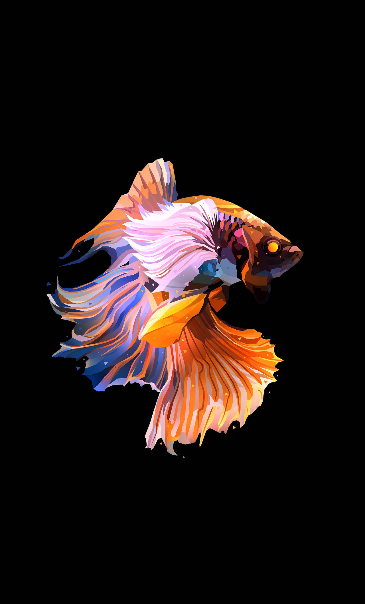 動物 桌布 壁紙 — 一條色彩鮮豔的鬥魚，帶有流動的橙色、藍色和白色魚鰭，在漆黑的背景下閃耀。