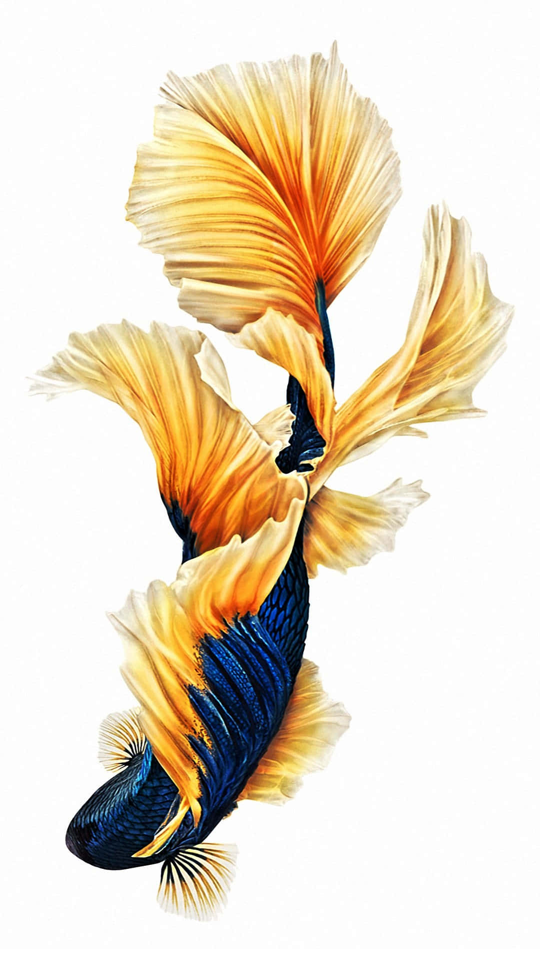 魚 桌布 壁紙 — 一條色彩鮮豔的鬥魚，帶有流動的橙色和藍色魚鰭，在純白色背景上優雅地游動。