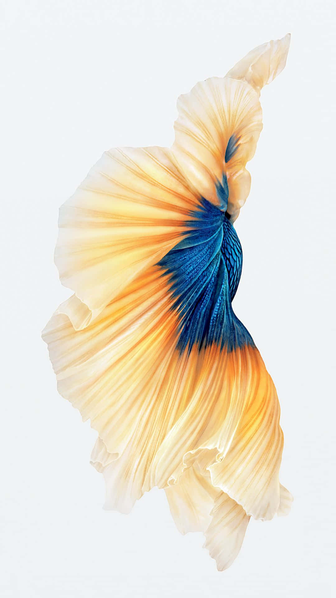 iPhone 桌布 壁紙 — 一條色彩鮮豔的鬥魚，帶有流動的橙色和藍色魚鰭，在柔和的白色背景上優雅地滑行。