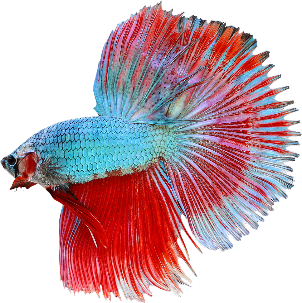 魚 桌布 壁紙 — 一條色彩鮮豔的鬥魚，帶有流動的紅色和藍色魚鰭，在純黑色背景上優雅地展開。