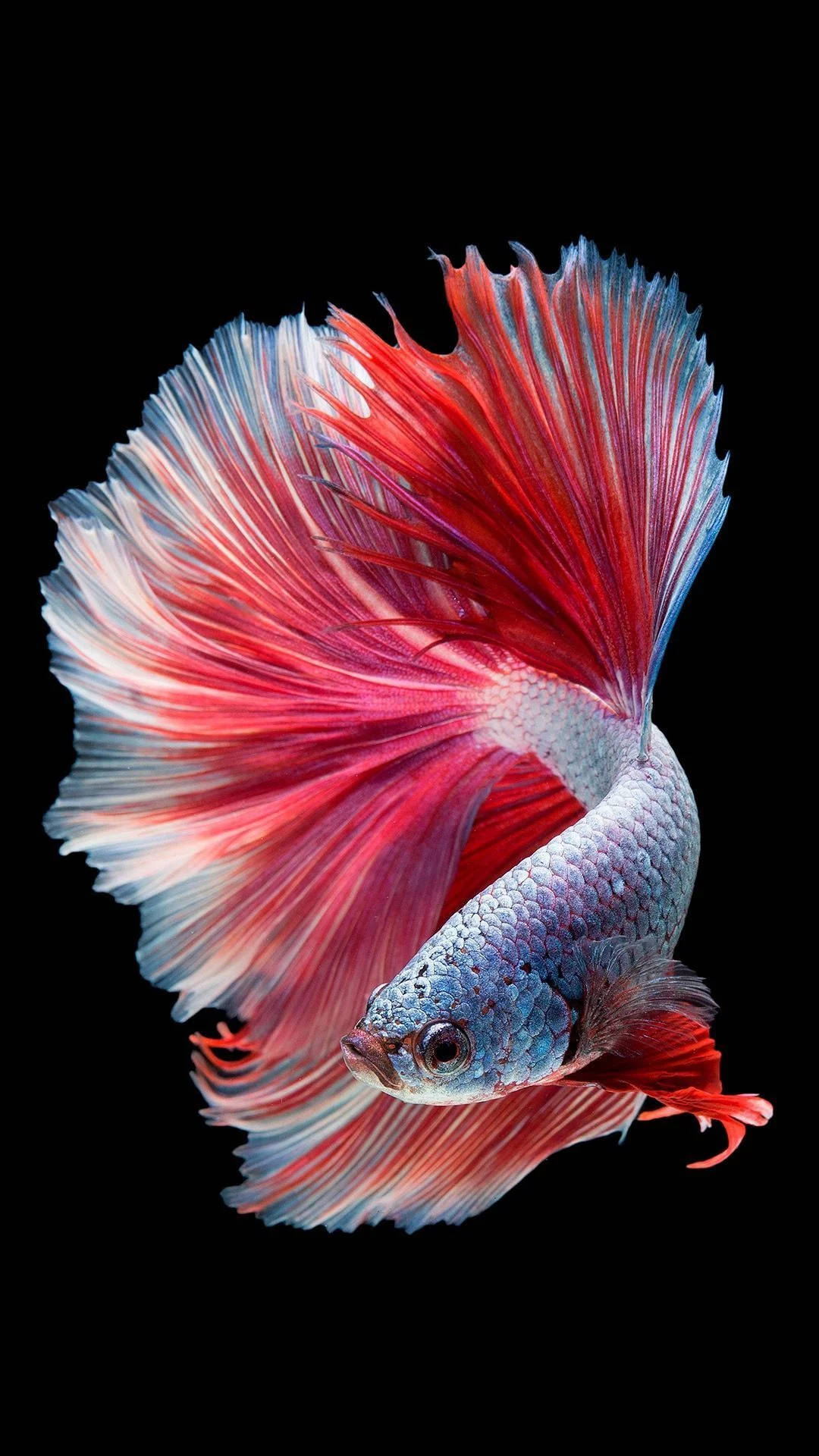 動物 桌布 壁紙 — 一條色彩鮮豔的鬥魚，帶有流動的紅色和藍色魚鰭，在純黑色背景上優雅地滑行。