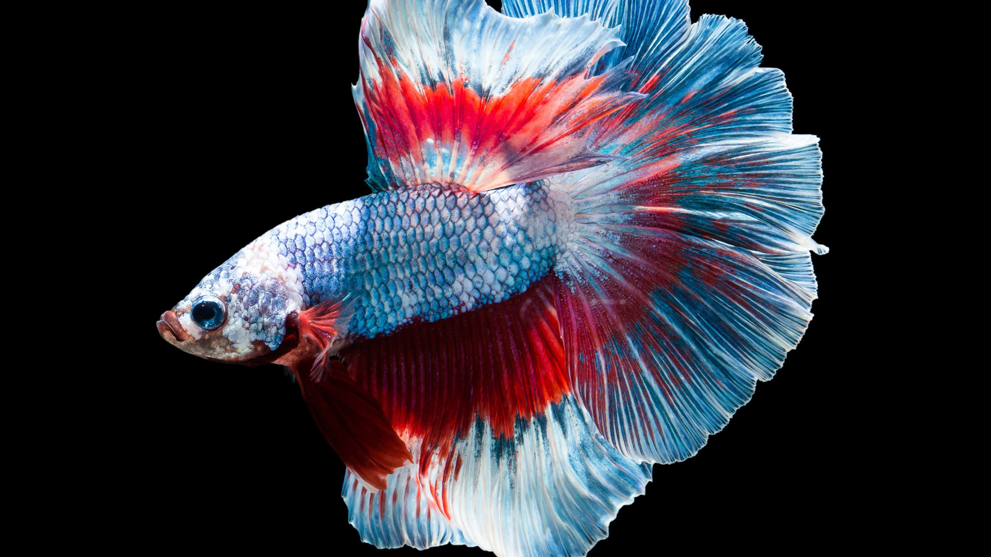 4K Fish 桌布 壁紙 — 一條色彩鮮豔的鬥魚，帶有流動的紅色和藍色魚鰭，在純黑色背景下閃耀。